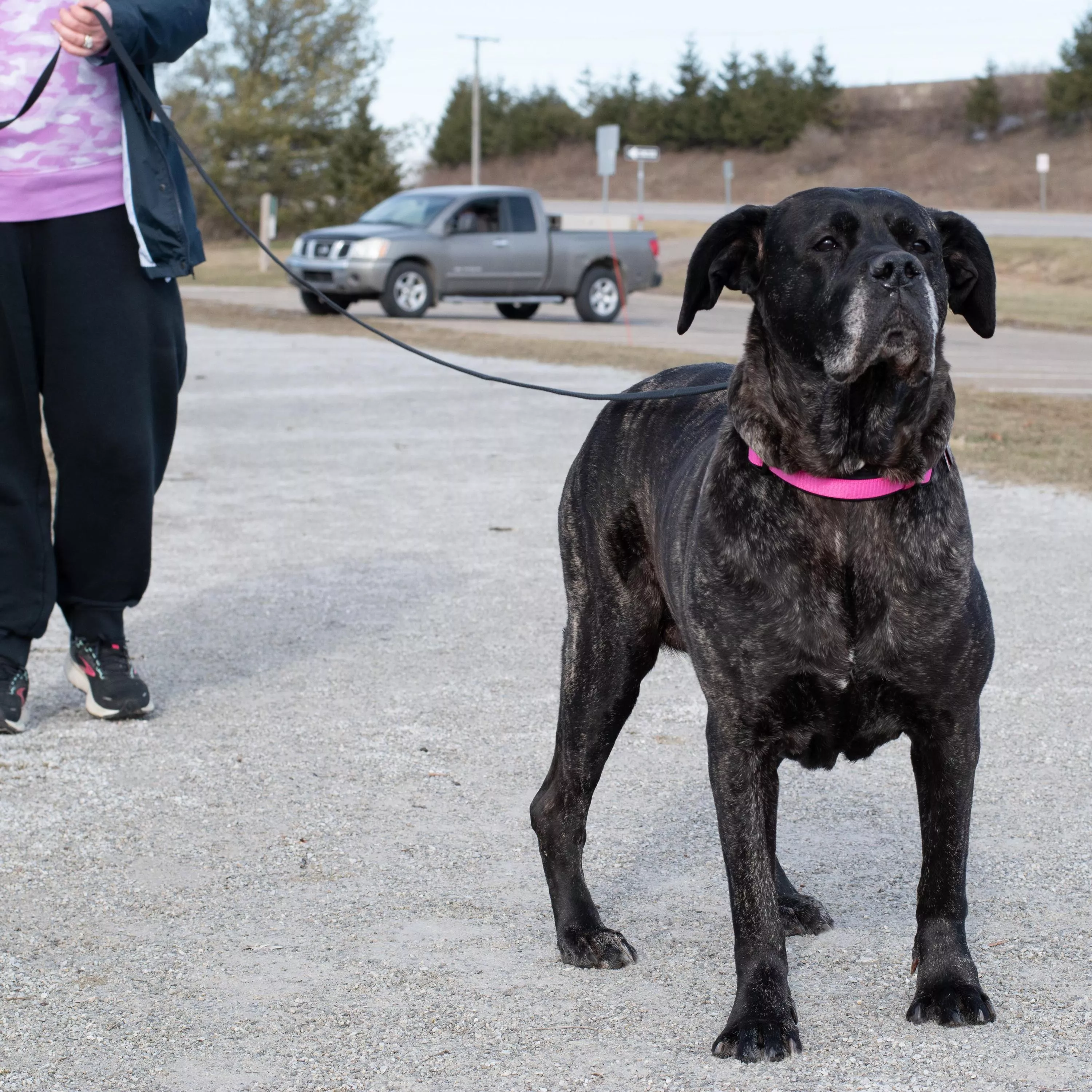 A large dark‑brindle dog with short fur stands on a paved outdoor walkway wearing a pink collar. A black cotton web leash is attached to the collar using a silver metal swivel snap hook. The leash extends upward to a person walking beside the dog. The background includes trees, a grassy area, and a walkway.
