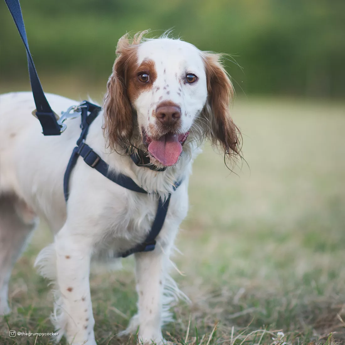 A lifestyle photograph of a dog standing on green grass. The dog is wearing an indigo harness and an indigo collar. Both pieces are made from matte woven fabric in a deep blue‑purple color, with black plastic buckles and slide adjusters. A matching indigo leash is attached to the harness with a silver metal clasp and extends upward out of the frame. The background contains blurred grass and trees.