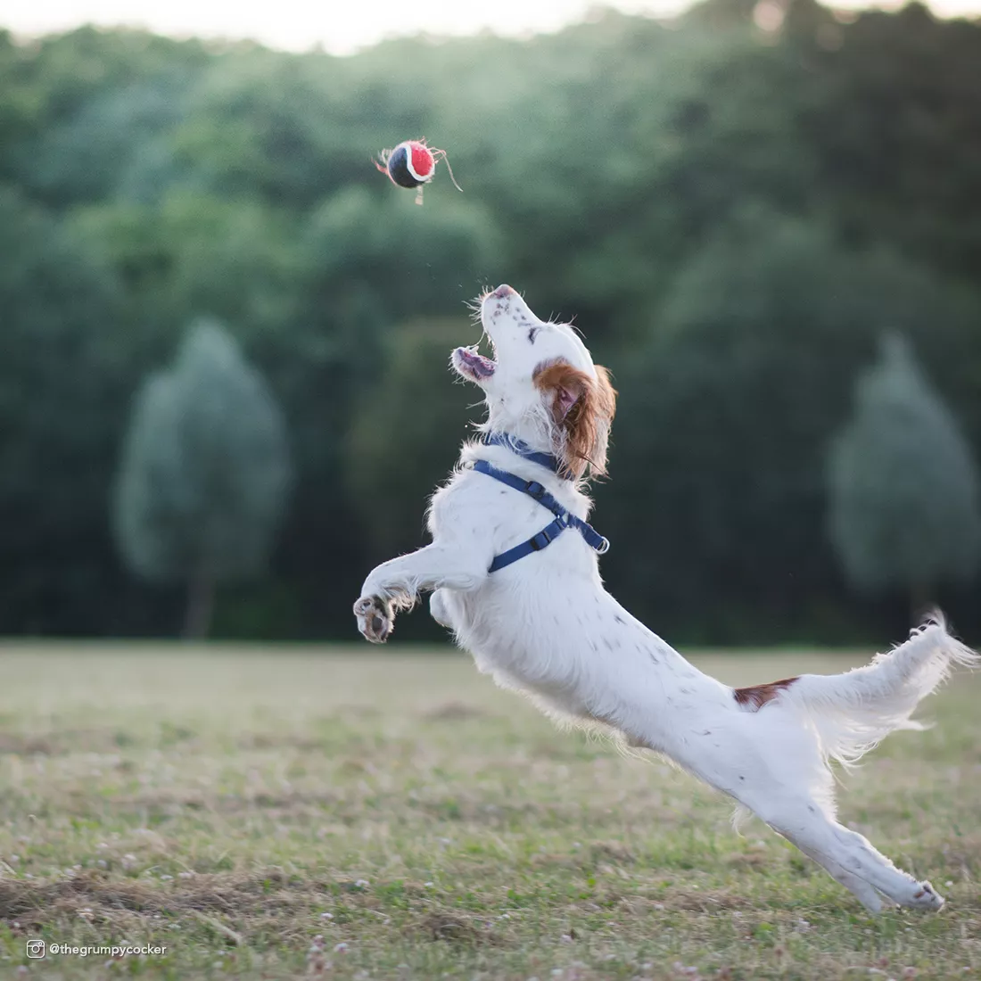 A lifestyle photograph of a dog running across a grassy field. The dog is wearing an indigo‑colored collar and an indigo‑colored harness, both made from matte woven fabric with black plastic hardware. A matching indigo leash is attached to the harness with a silver metal clasp and extends upward toward an unseen handler. The background shows blurred trees and an open sky.