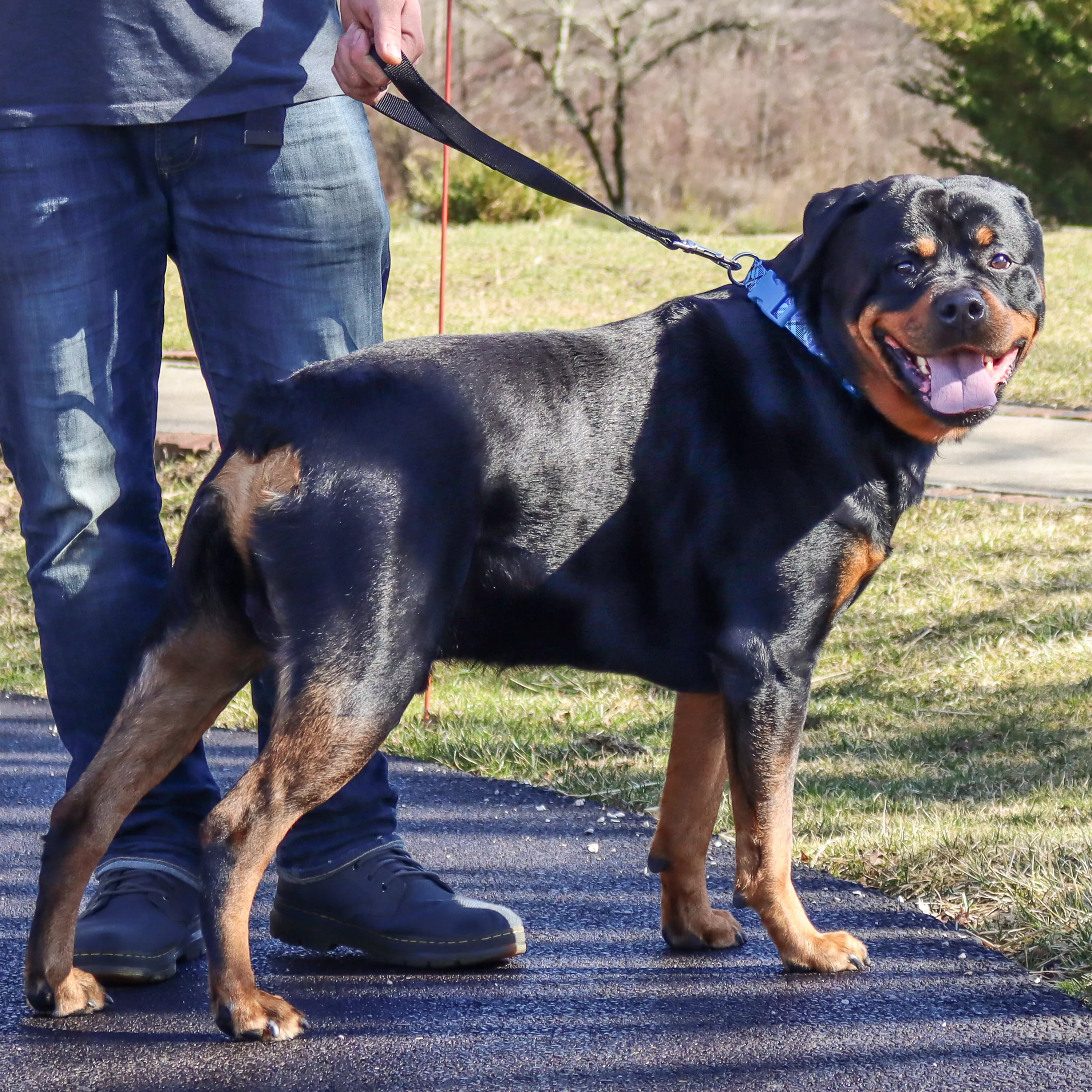 A large dog with a short black and tan coat walks outdoors beside a person whose lower body is visible. The dog is wearing a black traffic leash made of double‑ply woven nylon. The leash is short in length and held close to the dog's collar. It features a silver‑tone metal swivel bolt‑snap clasp attached to the dog’s collar. The dog is walking on a paved path with grass and bare trees in the background.