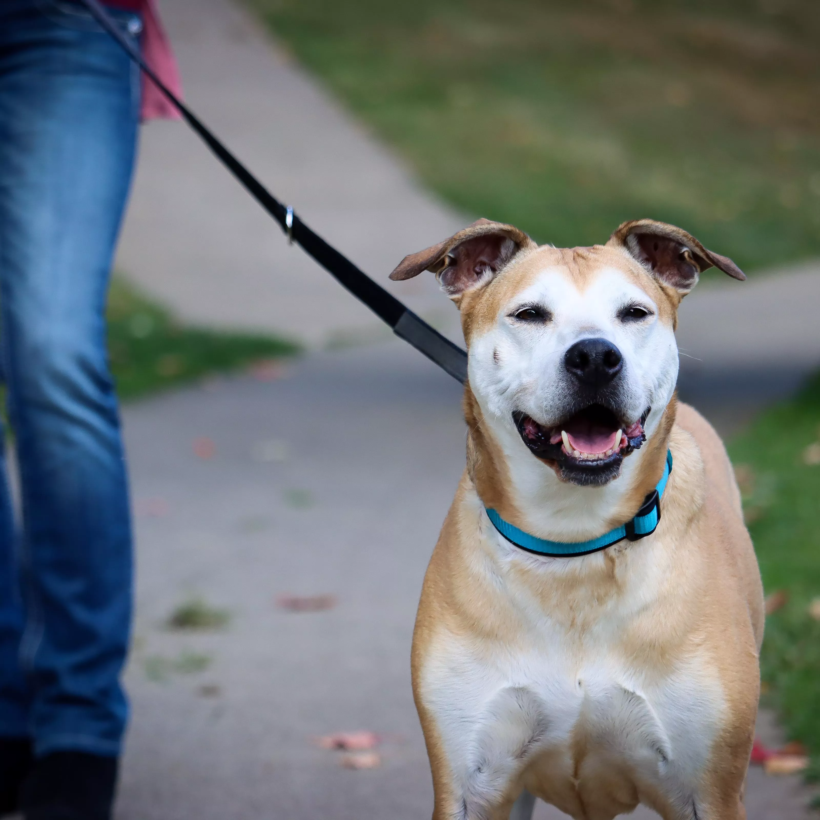 A white dog with tan markings is being walked outdoors while wearing an aqua dog collar. The collar has a woven aqua strap with black edging. A metal ring is visible on the side where a leash is attached. A black plastic buckle is also visible. The background includes grass and a walkway.