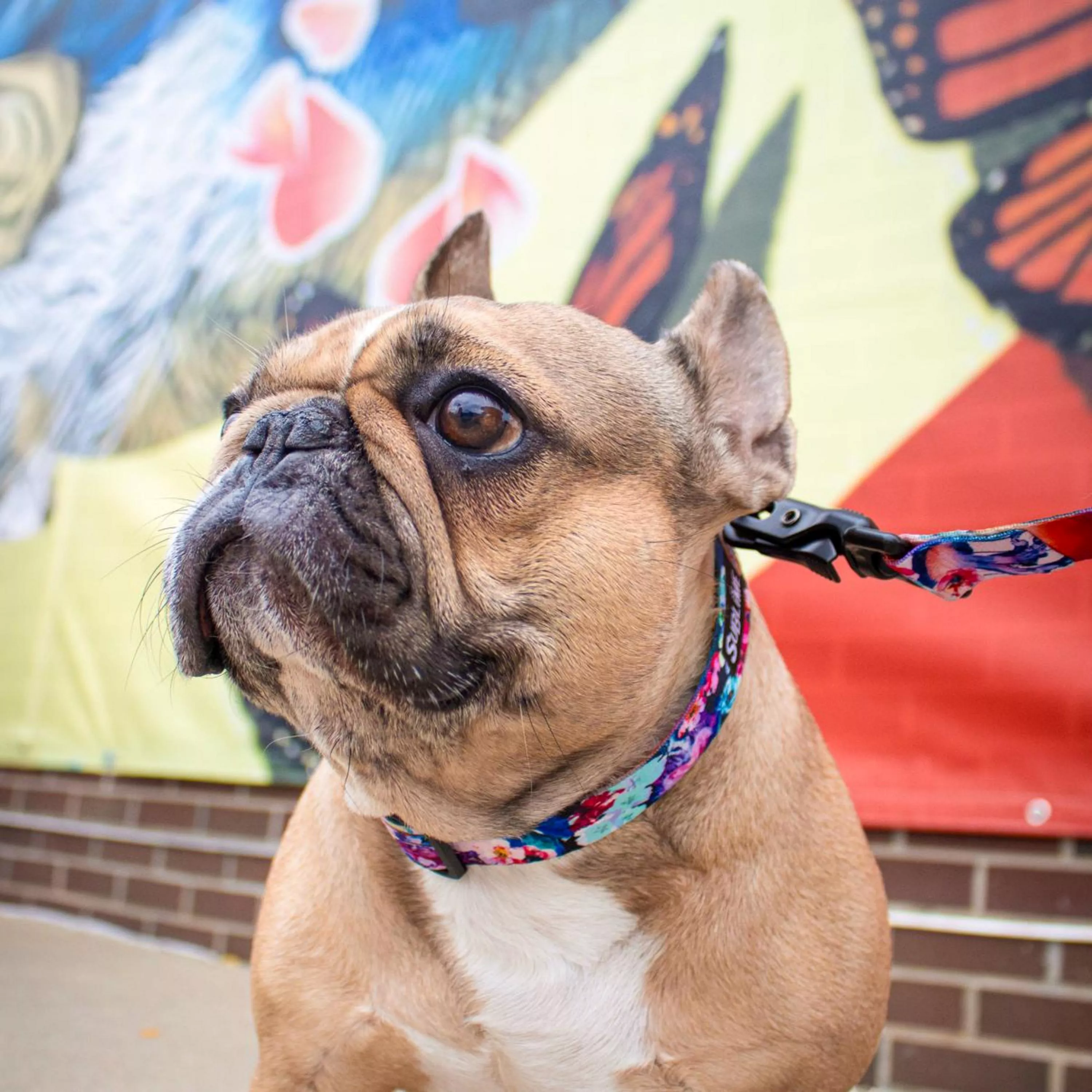 A tan-colored dog is wearing a Sublime adjustable collar and matching leash in the Floral Jelly pattern. The collar and leash feature a vibrant multicolor abstract floral design with shades of pink, purple, blue, teal, and orange on a dark background. The leash is attached to the collar with a black metal clip. The dog is sitting on a concrete surface in front of a colorful mural that includes butterfly wings and abstract shapes in red, orange, black, and yellow.