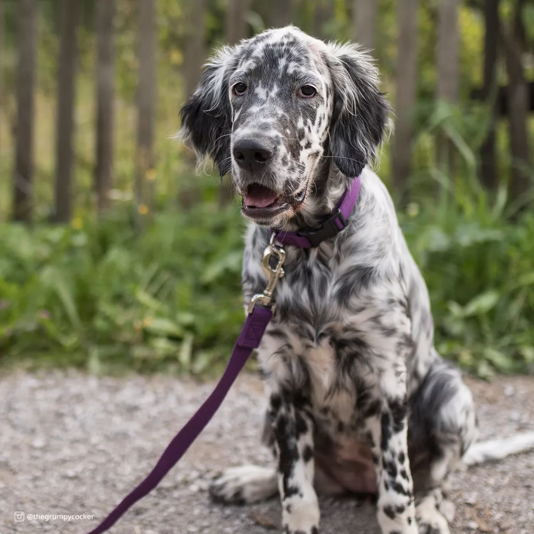 A white and gray dog is sitting outdoors in front of a wooden fence wearing a dark purple collar and leash. The collar has a black plastic buckle and a black plastic adjustment slider. The dog is surrounded by grass and soft natural light.
