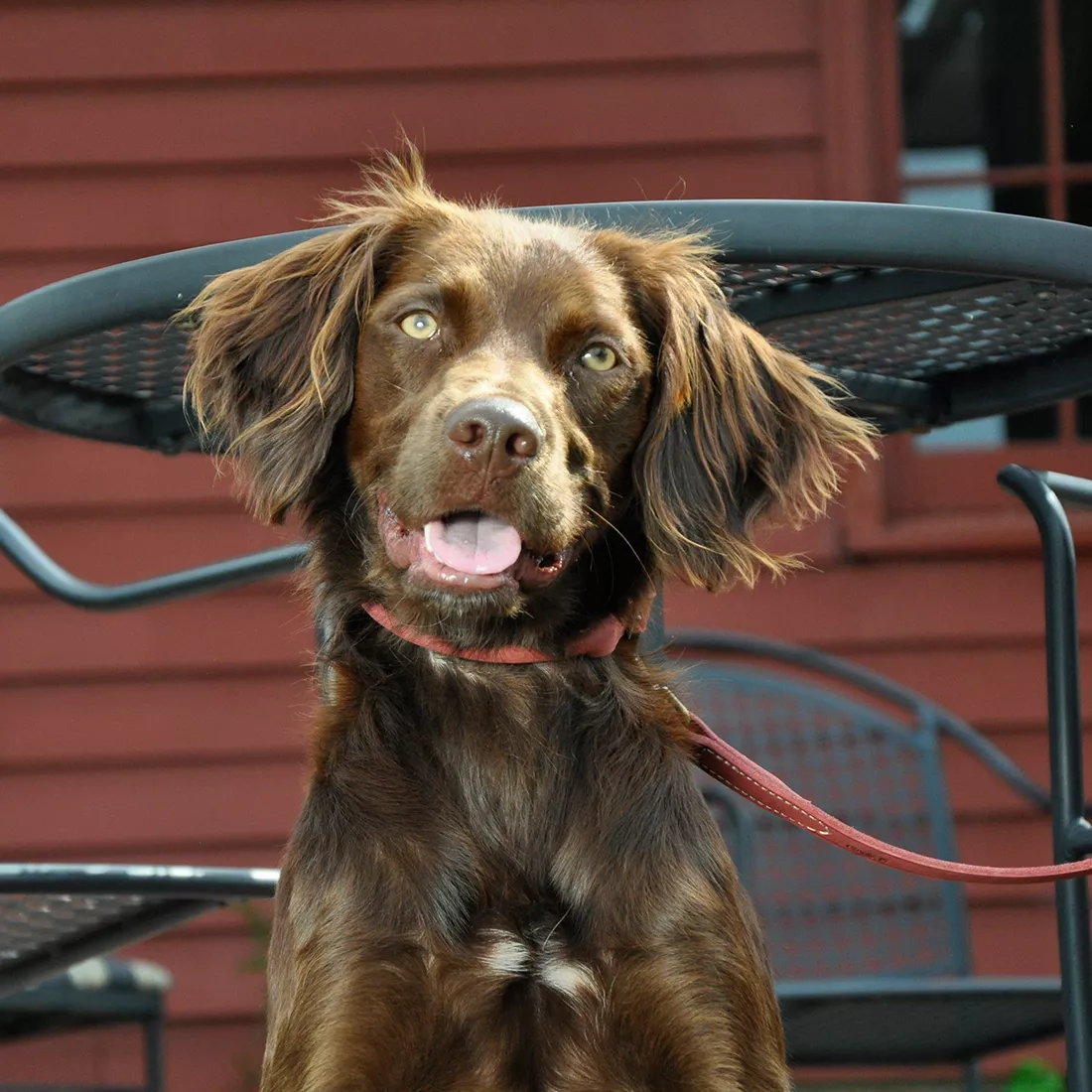 A dog sits outdoors wearing the Circle T® Rustic Leather Round Dog Collar and Leash in Brick Red. The collar is crafted from rounded brick‑red leather with a brass‑colored buckle and D‑ring. The matching leash attaches to the collar’s hardware and extends upward out of frame. The leather surfaces display natural grain and matte finish. The background includes a red wooden building and outdoor greenery.