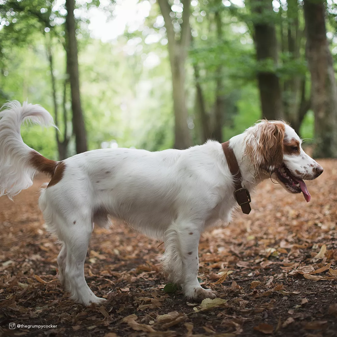 A dog walks outdoors wearing the Circle T® Rustic Leather Town Dog Collar in Chocolate. The collar sits comfortably around the dog’s neck and is made from chocolate‑brown rustic leather with visible natural texture. A brass‑colored buckle and D‑ring rest along the side. The background includes fall foliage, scattered leaves, and soft natural light.