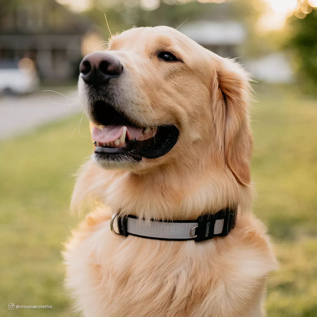 A golden dog with medium‑length fur is outdoors wearing a gray dog collar. The collar has a gray woven strap with black trim and a black plastic buckle beneath the dog’s neck. A metal ring is visible next to the buckle.