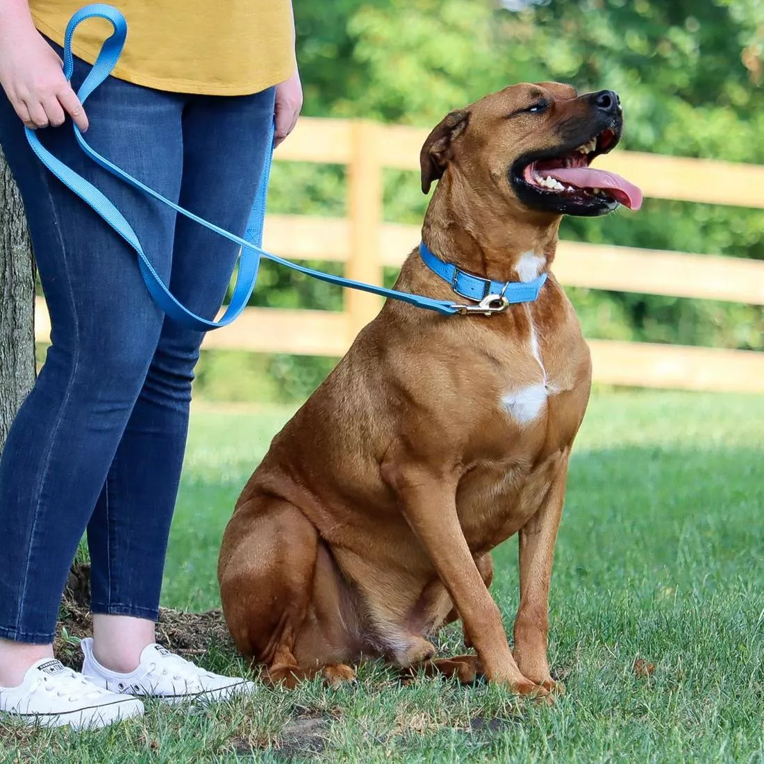 A dog with a short brown coat sits outdoors on grass beside a person whose lower body is visible. The dog wears a blue lagoon double‑ply nylon collar with reinforced stitching, a silver‑tone metal buckle, and a silver‑tone metal D‑ring. A matching blue lagoon double‑ply leash is attached to the collar using a silver‑tone metal swivel clasp. The leash has a smooth, woven texture and visible stitching along the strap. The background shows a wooden fence, green grass, and trees.