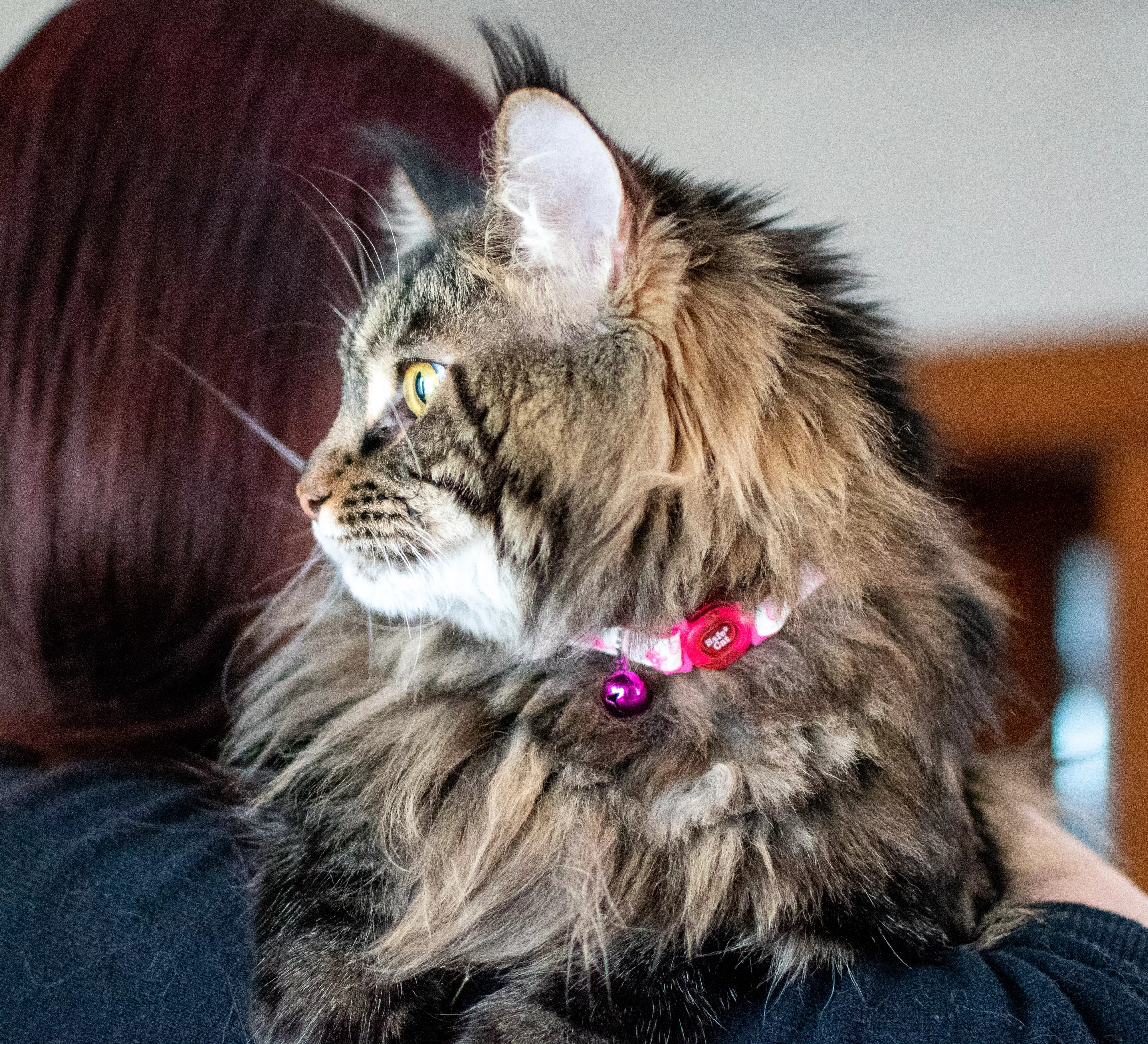 A lifestyle image of a long‑haired cat being held while wearing a glow‑in‑the‑dark adjustable breakaway collar labeled Glowing Pink Queen. The collar strap is white with pink printed crown motifs. The buckle is rounded pink plastic, and a coordinating pink metal bell hangs from a metal ring. The cat has long brown fur with tan and black striping. The background shows an indoor environment with soft natural lighting.