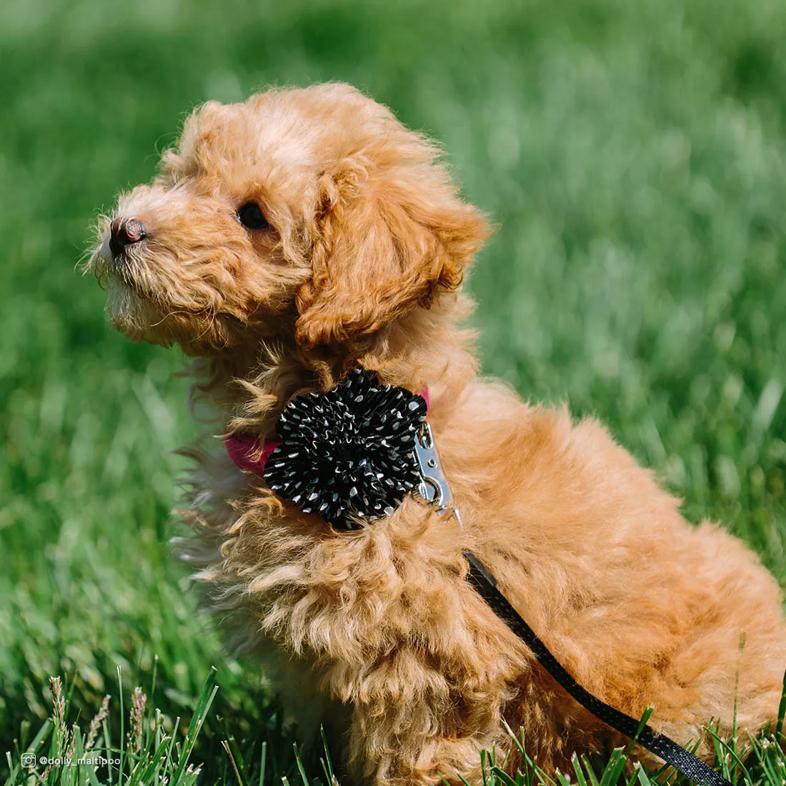 A small tan puppy is outdoors standing in the grass wearing a pink microfiber collar with a black flower embellishment. The flower has layered fabric petals and is positioned near the front of the collar. The collar includes a black plastic buckle. The background shows green grass and natural daylight.