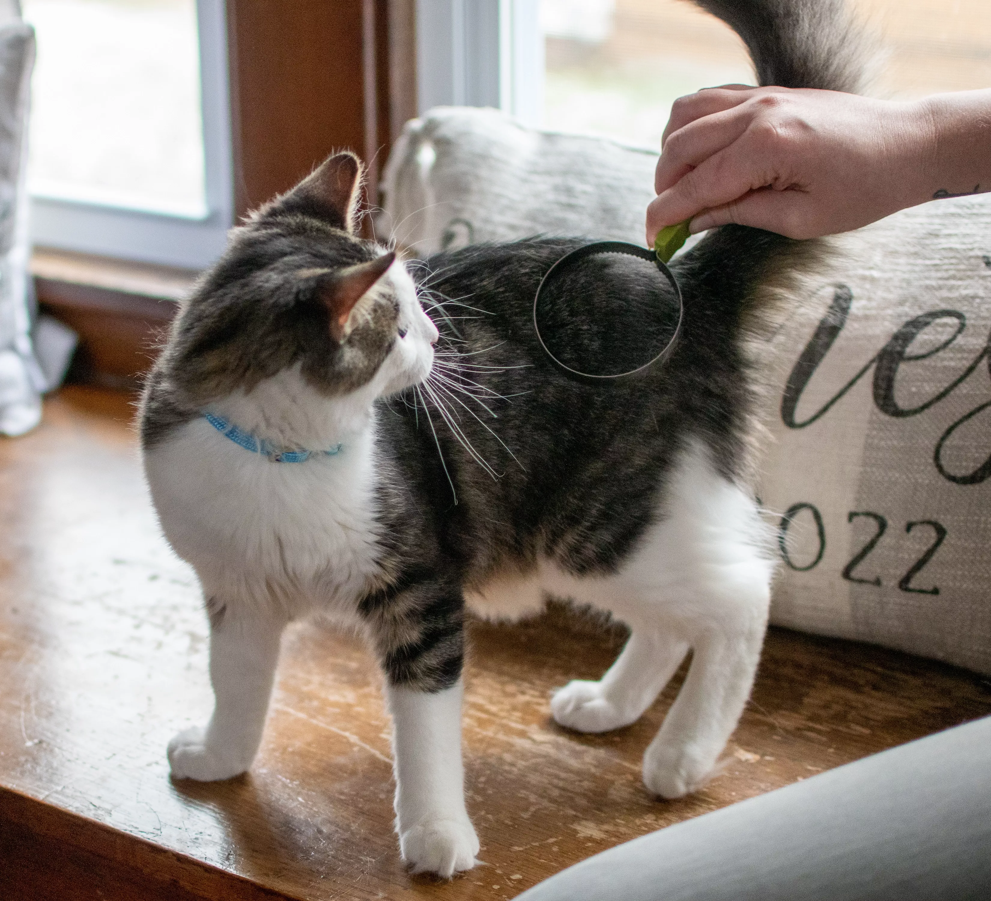 A gray‑and‑white long‑haired cat stands on a wooden bench while being brushed with a pale green shedding blade. The tool has a curved metal loop and a pale green handle. Indoor furnishings and a patterned pillow appear in the background.
