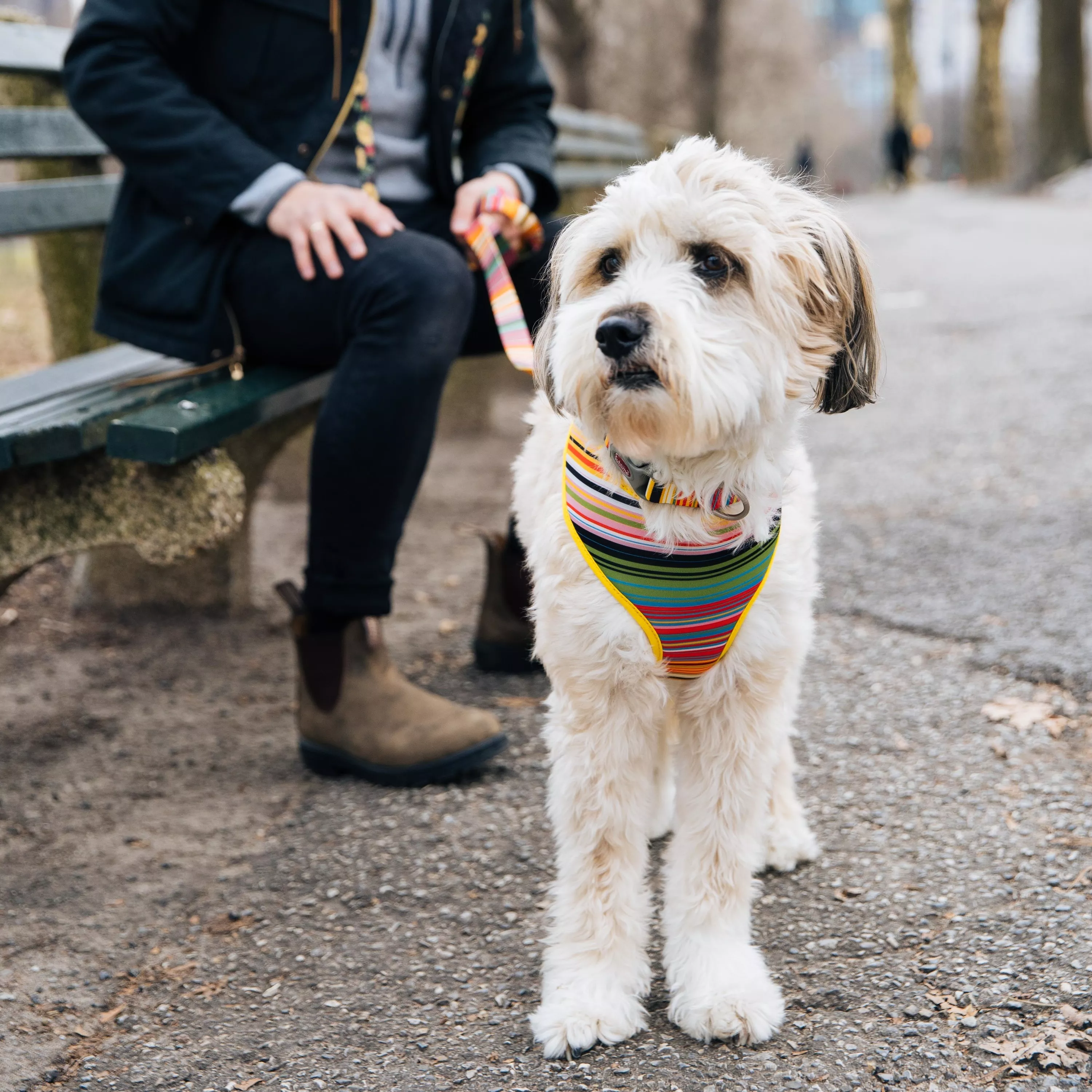 A person sits outdoors on stone steps beside a small dog with a shaggy coat. The dog stands on a paved surface. It wears a white harness with multicolor printed shapes in red, orange, yellow, and blue. The harness has yellow edging. A matching collar with the same pattern is visible around the dog’s neck. A red leash attaches to the harness at the dog’s back. The background shows stone steps, a stone wall, and blurred greenery. The person next to the dog is seated with one hand resting on their knee and the other holding the leash. Only the person’s legs, feet, and one hand are visible. The person wears dark pants and brown shoes.