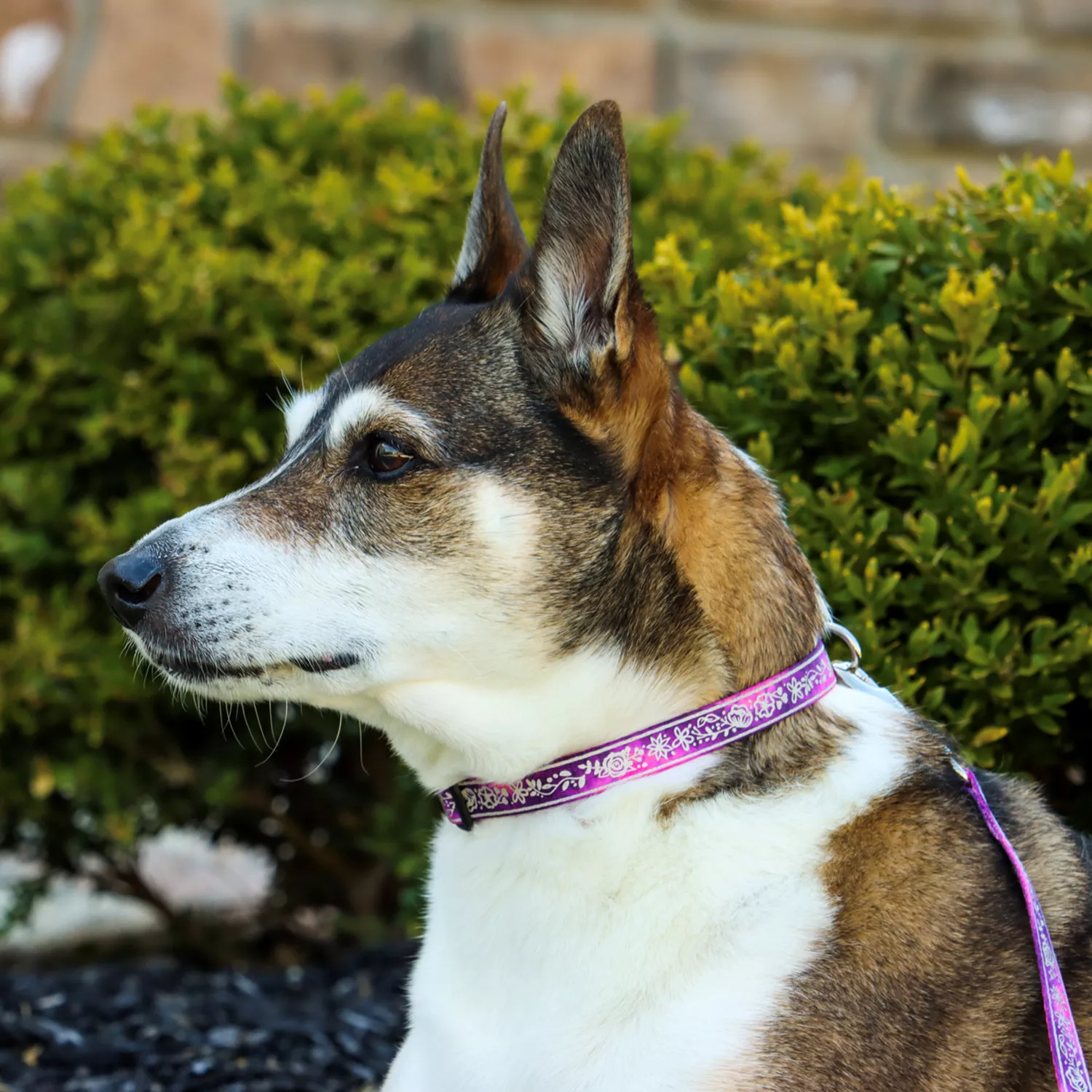 A dog with brown and white fur is sitting outdoors wearing a pink reflective collar. The collar strap is pink woven webbing topped with a light‑gray reflective strip laser‑etched with multi‑flower shapes. A black plastic buckle is visible at the side. The background includes green shrubs and stone landscaping.