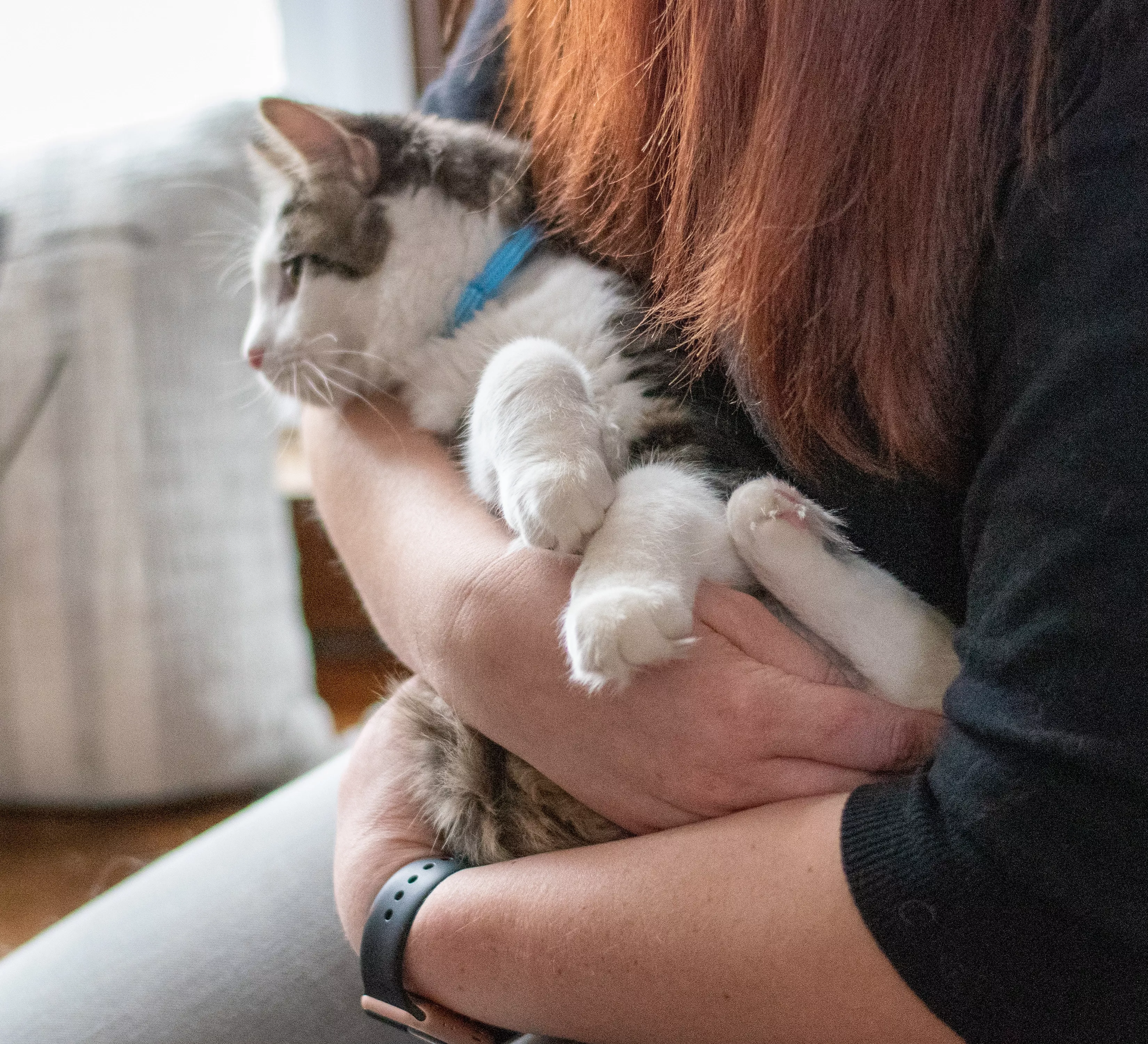 Photo of a  kitten sitting in a person’s lap wearing the Li'l Pals Elasticized Safety Kitten Collar with Jeweled Bow in Blue. The collar includes a light blue strap and a delicate bow with a clear jewel. The person holds the kitten gently while seated indoors.