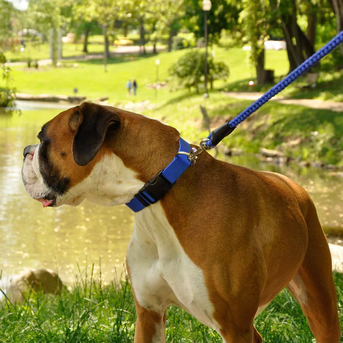 A medium‑sized dog with a short tan and white coat stands outdoors near a pond or small lake. The dog is wearing a blue adjustable dog collar made of woven nylon. The collar includes a black plastic side‑release buckle, a black plastic adjustment slider, and a silver‑tone metal D‑ring. A blue rope leash with a metal clasp is attached to the D‑ring. The background includes water, grass, and scattered trees.
