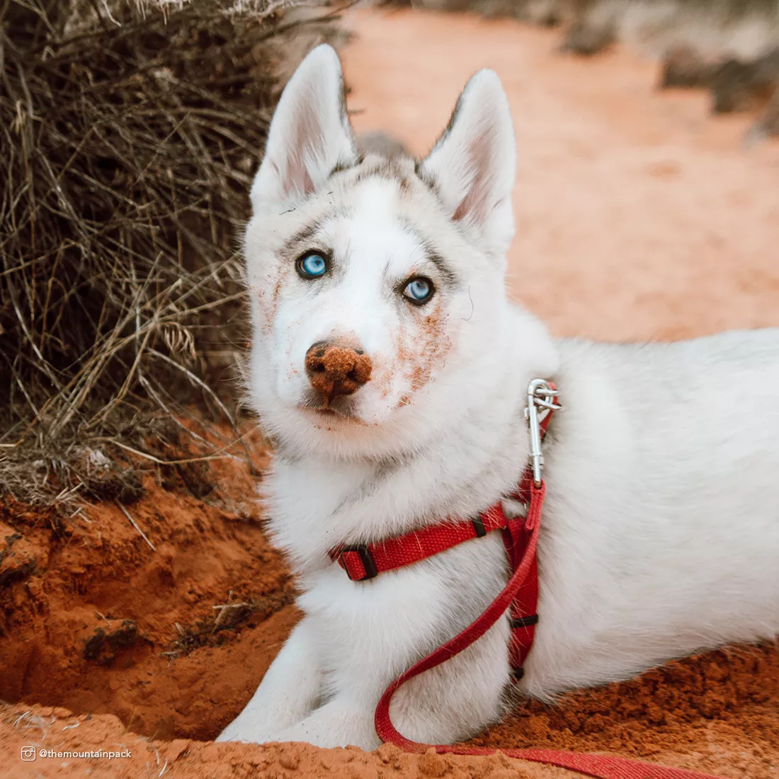 A white dog with upright ears is sitting outdoors on reddish sand wearing a cranberry‑colored collar, matching harness, and matching leash. The leash is clipped to a metal ring on the harness. Vegetation and sand are visible behind the dog.