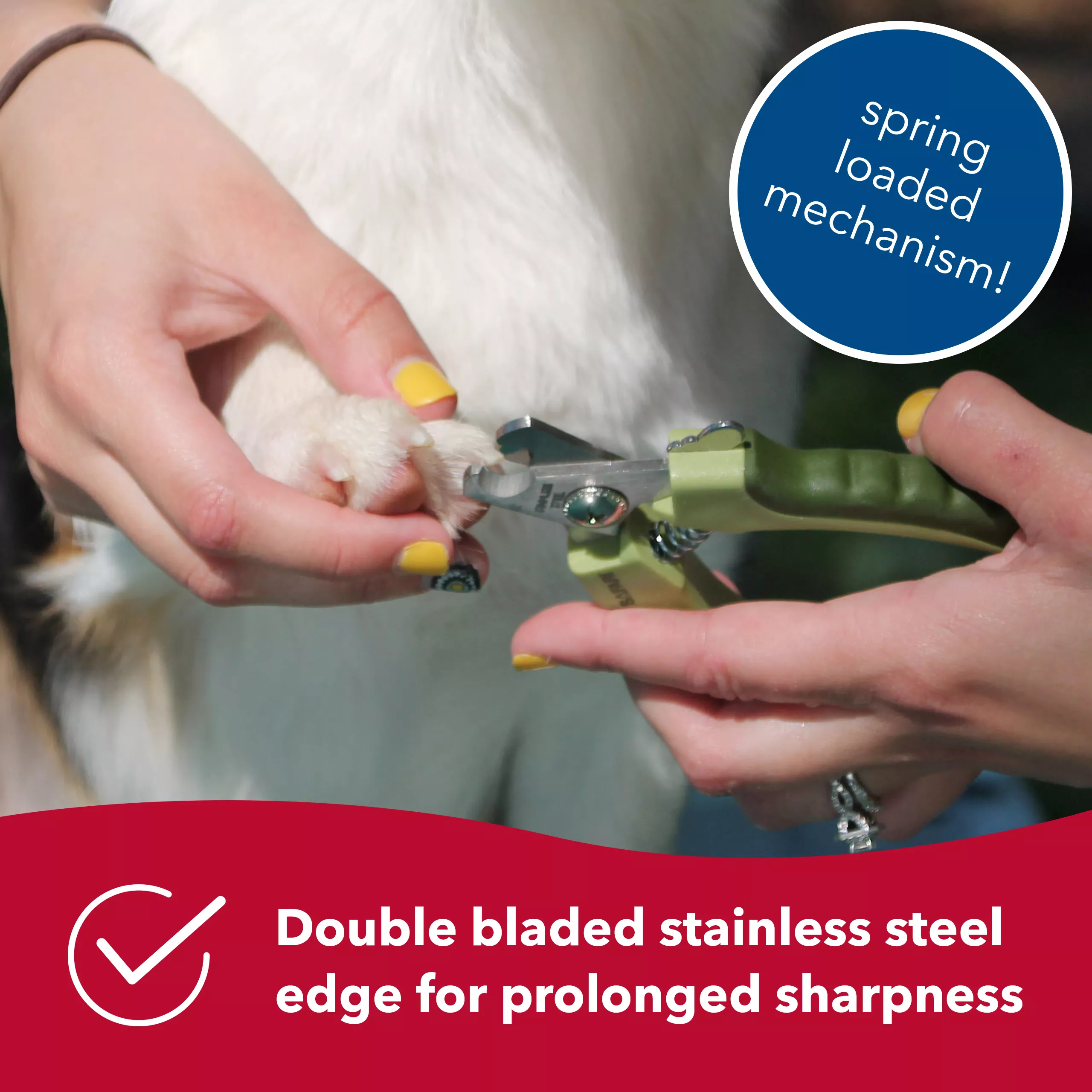 A close‑up view of a person using a professional dog nail trimmer on a dog’s nail. The trimmer has light green handles with darker green rubber grips and curved stainless‑steel blades. A blue circular graphic near the top right contains the printed text “spring‑loaded mechanism.” A red banner along the bottom displays a white checkmark icon and the printed text “Double bladed stainless steel edge for prolonged sharpness.”
