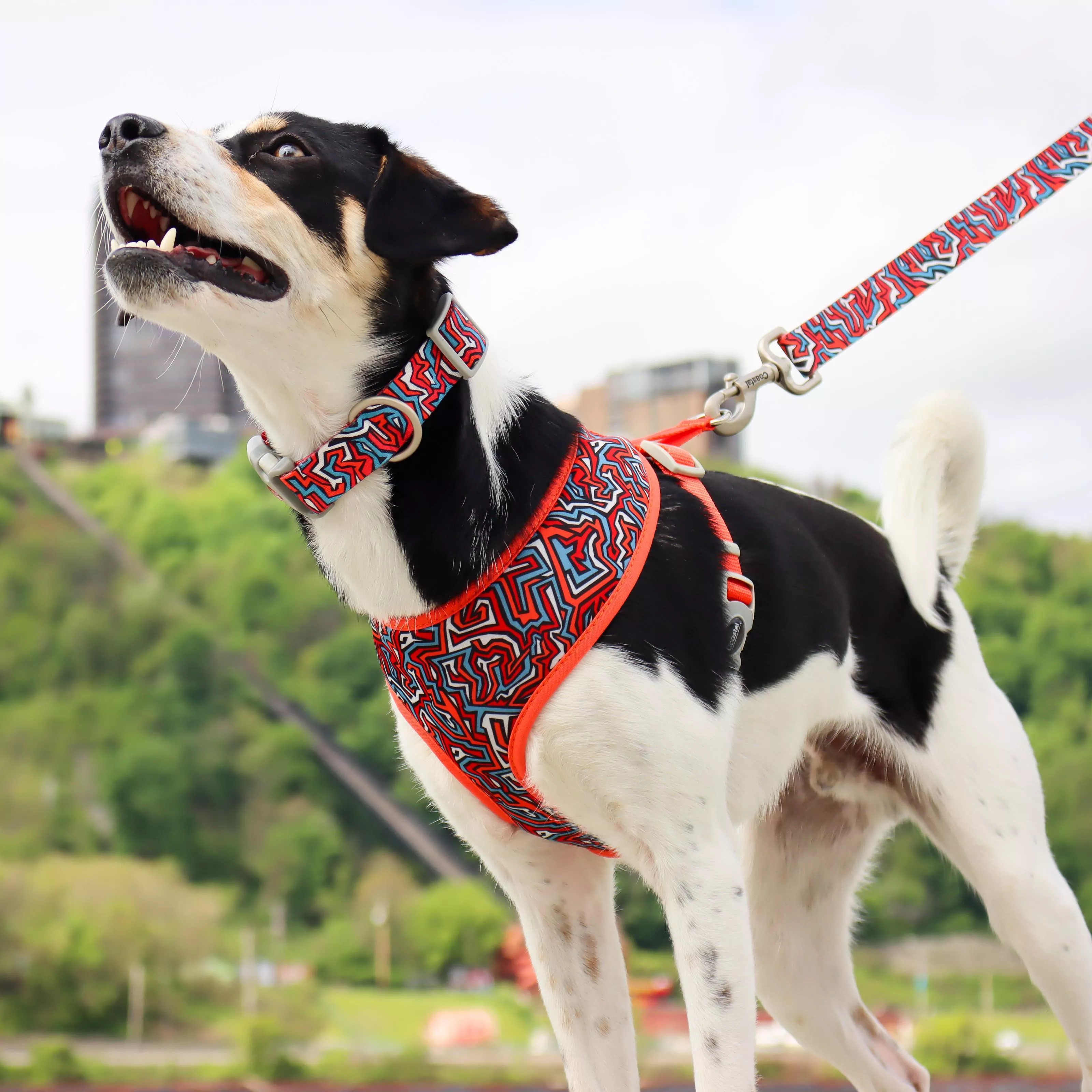A dog with a short coat stands on green grass. The dog wears a harness printed with a pattern of blue stars, trimmed in red. A red leash attaches to the harness. A person stands partially behind the dog, holding the leash; only the person’s hand and one arm are visible. The background shows a grassy hill with trees.