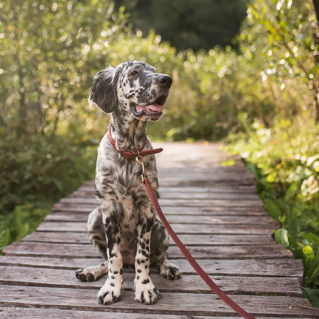 A dog stands outside on brick paving while attached to the Circle T® Rustic Leather Dog Leash in Brick Red. The leash is a warm red‑brown full‑grain leather with a smooth matte finish and clean edges. The leash extends upward toward the handler out of frame. The outdoor setting includes greenery, brick surfaces, and daylight.