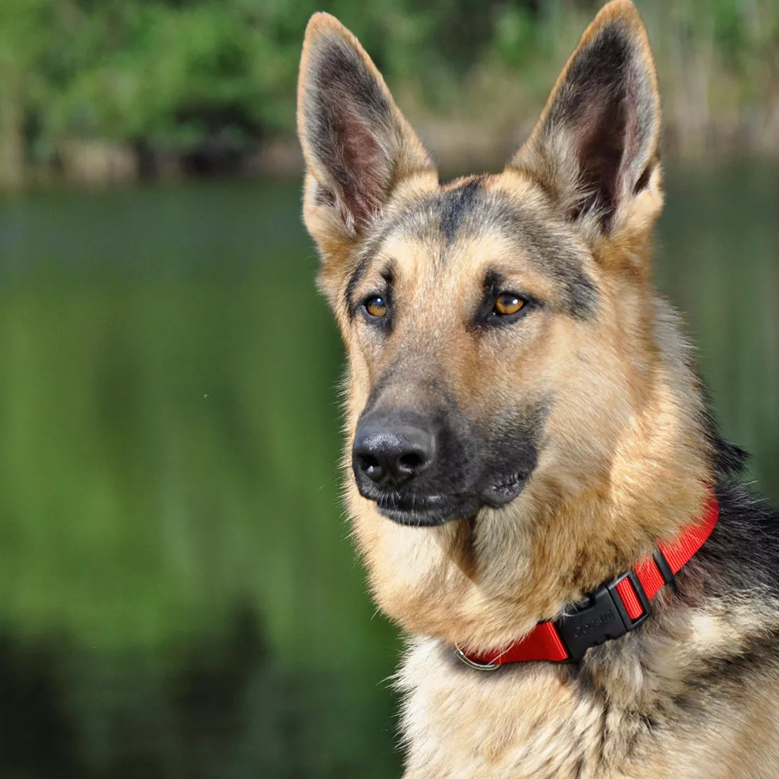A dog with a short tan and black coat is outdoors near a body of water. The dog is wearing a red adjustable dog collar made of woven nylon. The collar has a black plastic side‑release buckle and a black plastic adjustment slider. A metal D‑ring is visible near the buckle. The background includes water, green vegetation, and blurred natural scenery.