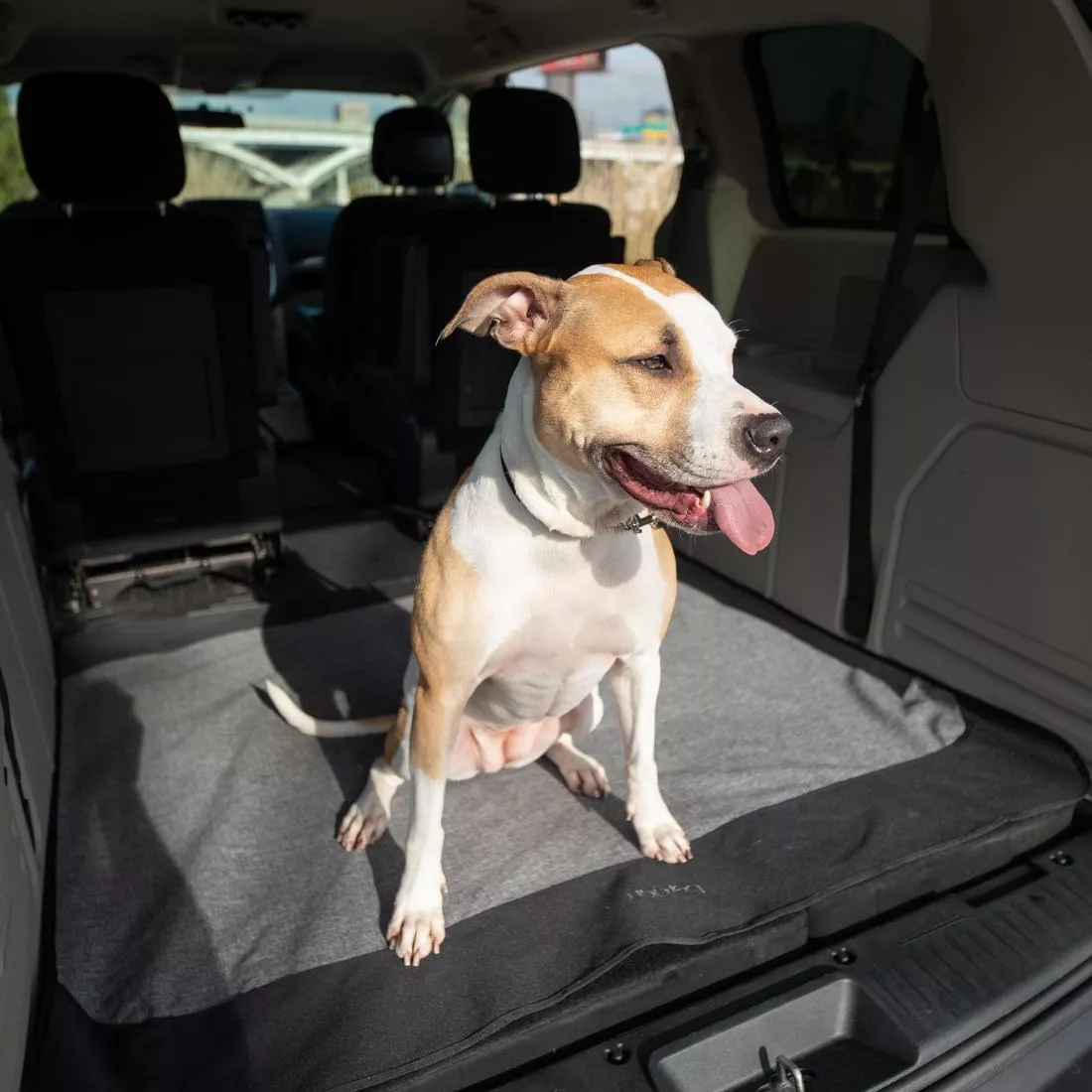 A dog stands in the rear cargo area of an SUV on top of a gray cargo floor cover. The cover spans the full floor surface. The dog stands comfortably near the center. The surrounding cargo area includes side panels, a seat back, and sunlight entering from the open hatch.