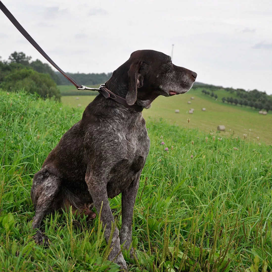 A dog stands alert in an open grassy field wearing the Circle T® Latigo Leather Town Dog Collar. The reddish‑brown collar lies flat around the neck and includes a silver‑metal buckle and D‑ring. The leather appears supple with a matte sheen. The background features rolling grassy hills and a cloudy sky, with the dog’s leash extending upward out of frame.
