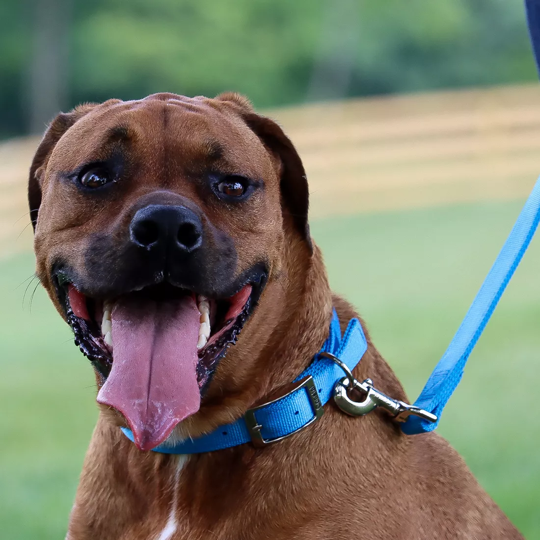A dog with a short brown coat is outdoors on green grass wearing a matching blue lagoon collar and leash set. The collar is made of double‑ply woven nylon with a bright blue color and visible edge stitching. It features a silver‑tone metal buckle with rectangular sizing holes and a matching metal D‑ring. The attached leash is made of the same blue lagoon double‑ply nylon material with reinforced stitching and a silver‑tone metal swivel clasp connecting it to the collar. The background includes grass, trees, and blurred natural elements.