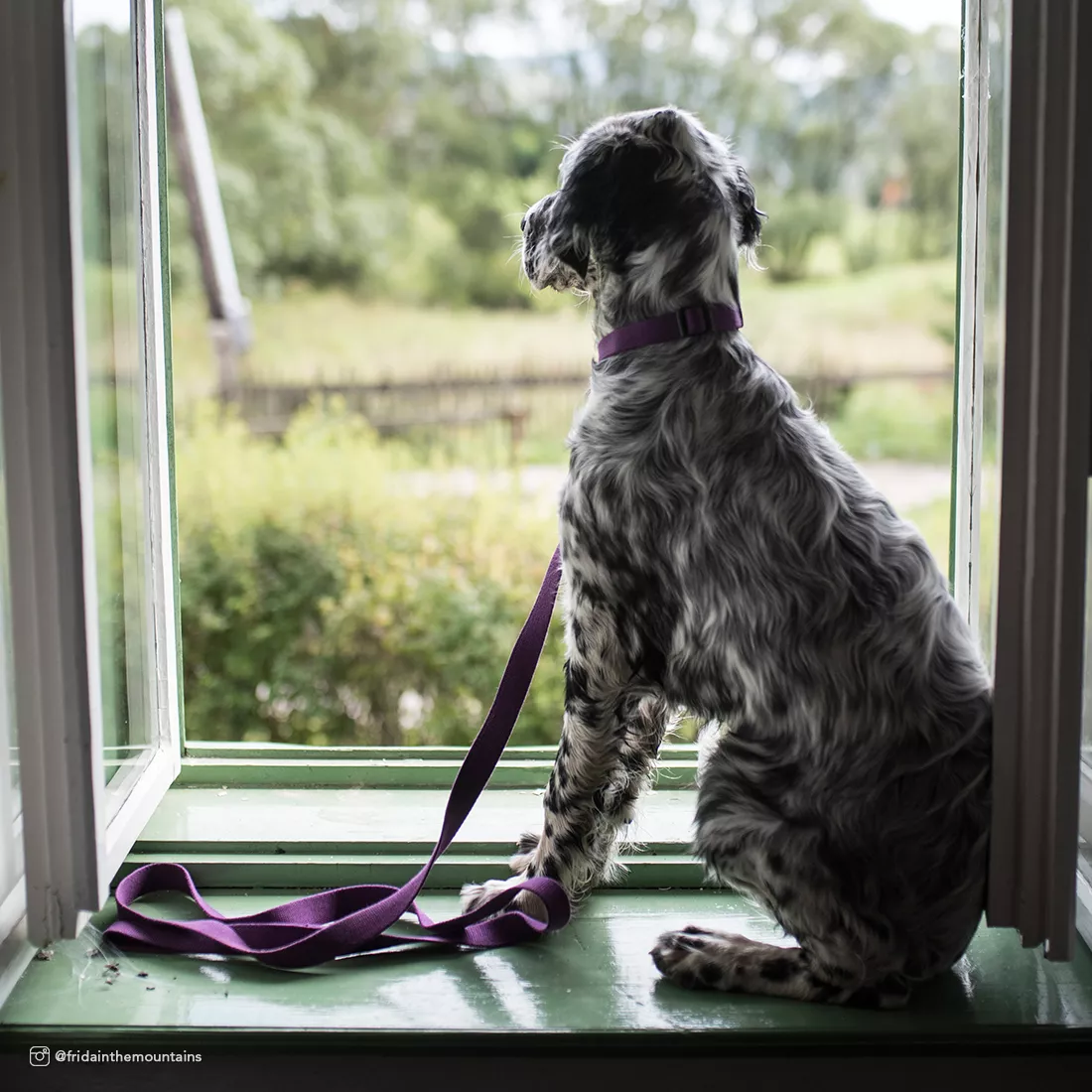 A lifestyle photograph of a dog sitting indoors on a window seat. The dog is wearing a deep eggplant‑purple collar made of matte woven fabric with a silver metal D‑ring and a black plastic buckle. Beside the dog is a matching leash in the same eggplant‑purple color. The leash is made of matte woven fabric and features a silver metal clasp. A window behind the dog reveals a blurred outdoor background with greenery and soft natural light.