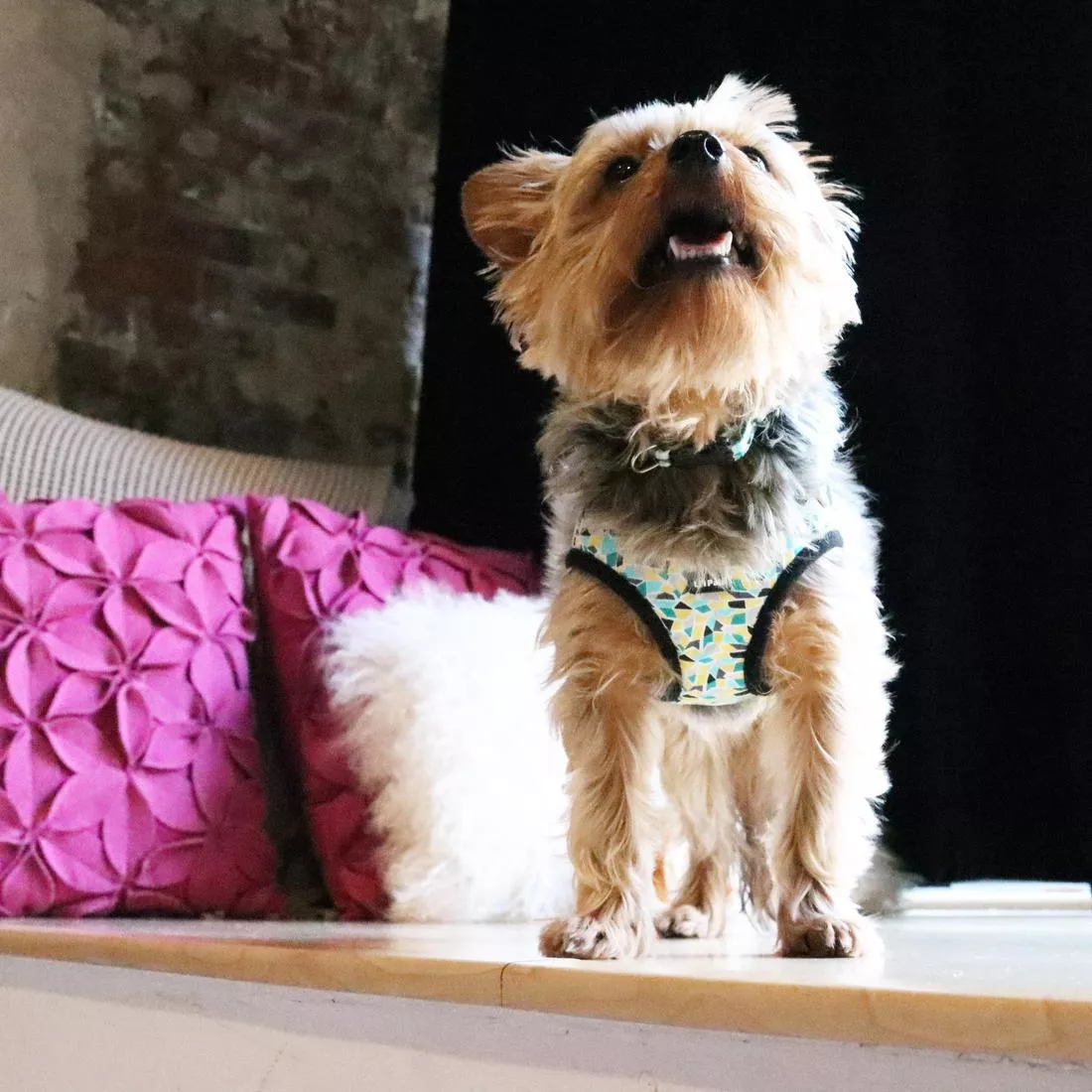 Photo of a  tan dog sitting indoors wearing the Li'l Pals Adjustable Patterned Dog Collar in Teal Yellow Grey Stained Glass and the Li'l Pals Canvas Dog Harness. The collar features a stained‑glass‑style geometric print in teal, yellow, and grey with a teal plastic buckle and slider. The harness features the same pattern as the collar with black trim and black buckles. The dog sits on a light-colored floor with patterned pillows behind it.