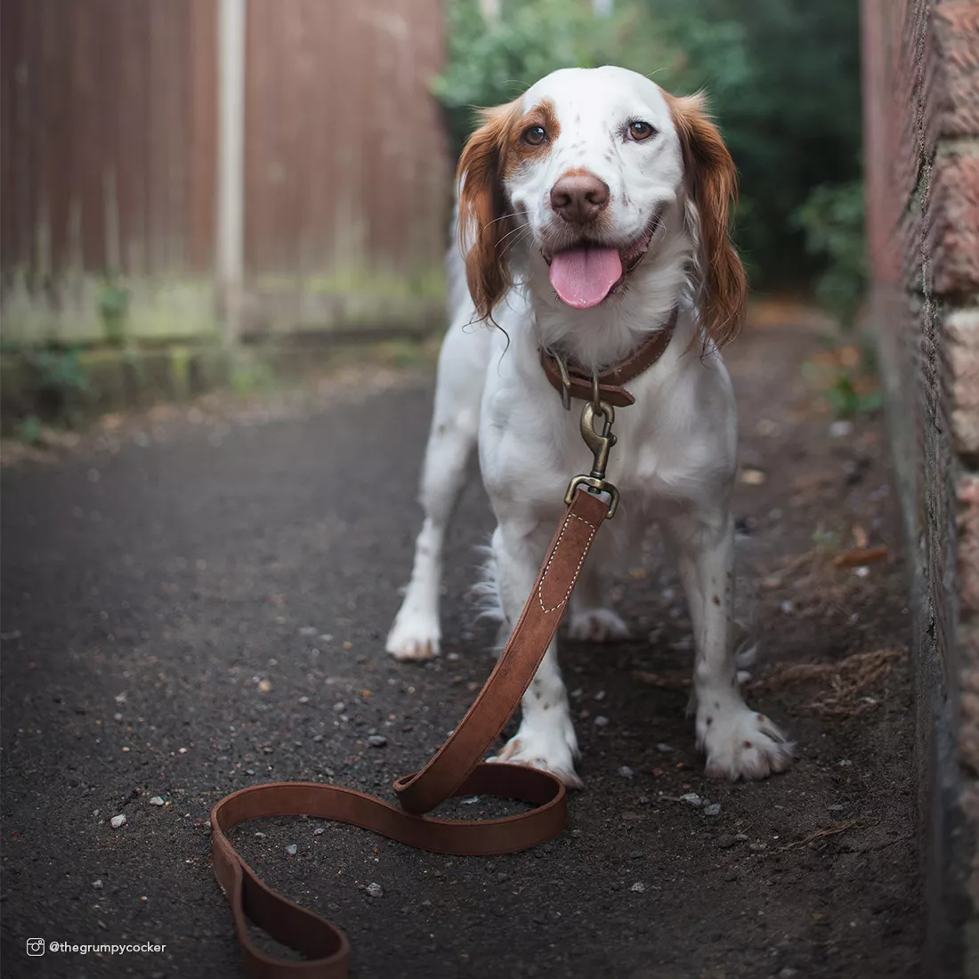 A dog stands outdoors wearing the Circle T® Rustic Leather Town Dog Collar and Leash in Chocolate. The collar is crafted from chocolate‑brown rustic leather and features a brass‑colored buckle and matching D‑ring. The coordinating leash attaches to the collar’s hardware and extends forward from the dog. The leather shows natural grain and a matte finish. The background includes a paved walkway, greenery, and a wooden structure in soft neutral tones.