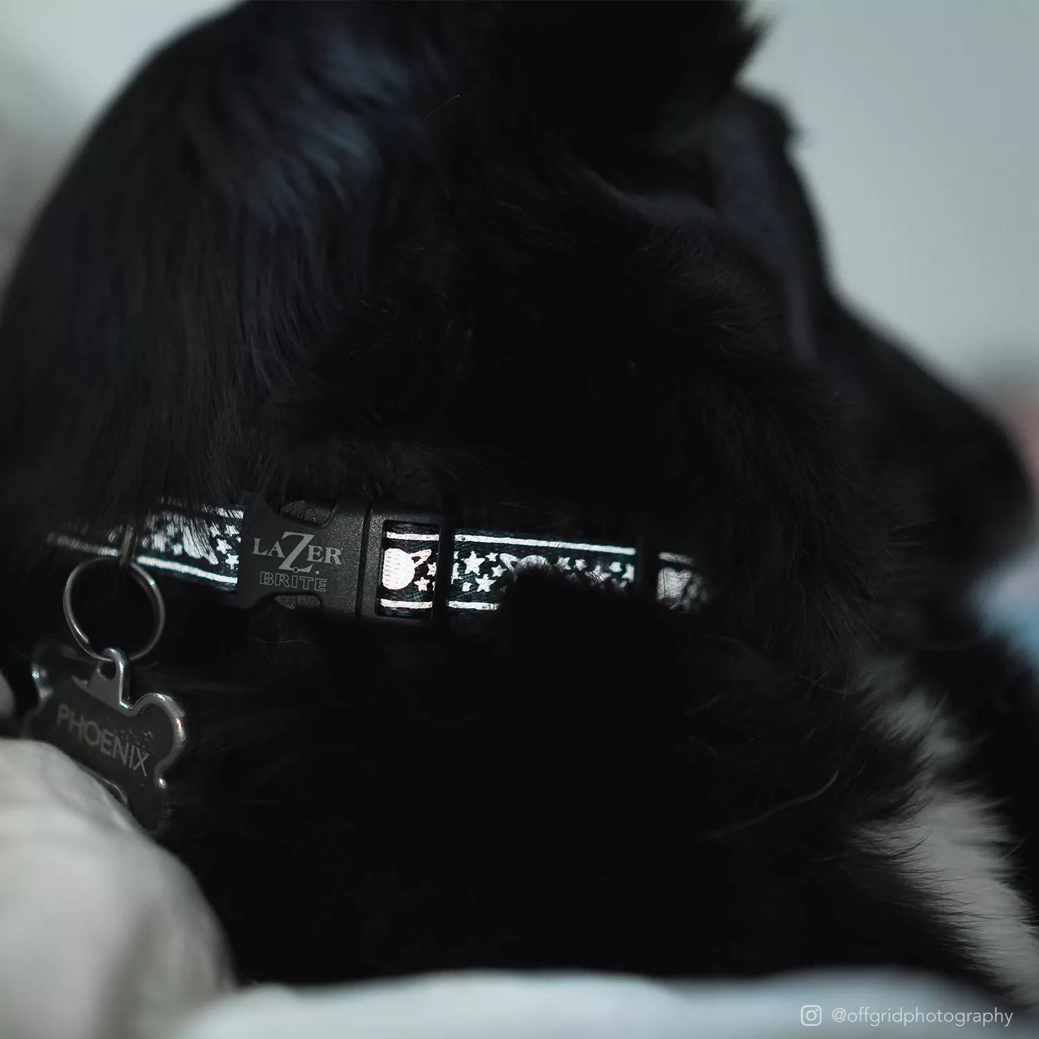 A dog wearing a dark Galaxy‑pattern reflective collar is shown from the side. The strap is dark woven webbing topped with a light‑gray reflective strip laser‑etched with star‑shaped and celestial patterns. The collar includes a black plastic buckle and a metal D‑ring. The background includes blurred outdoor scenery.