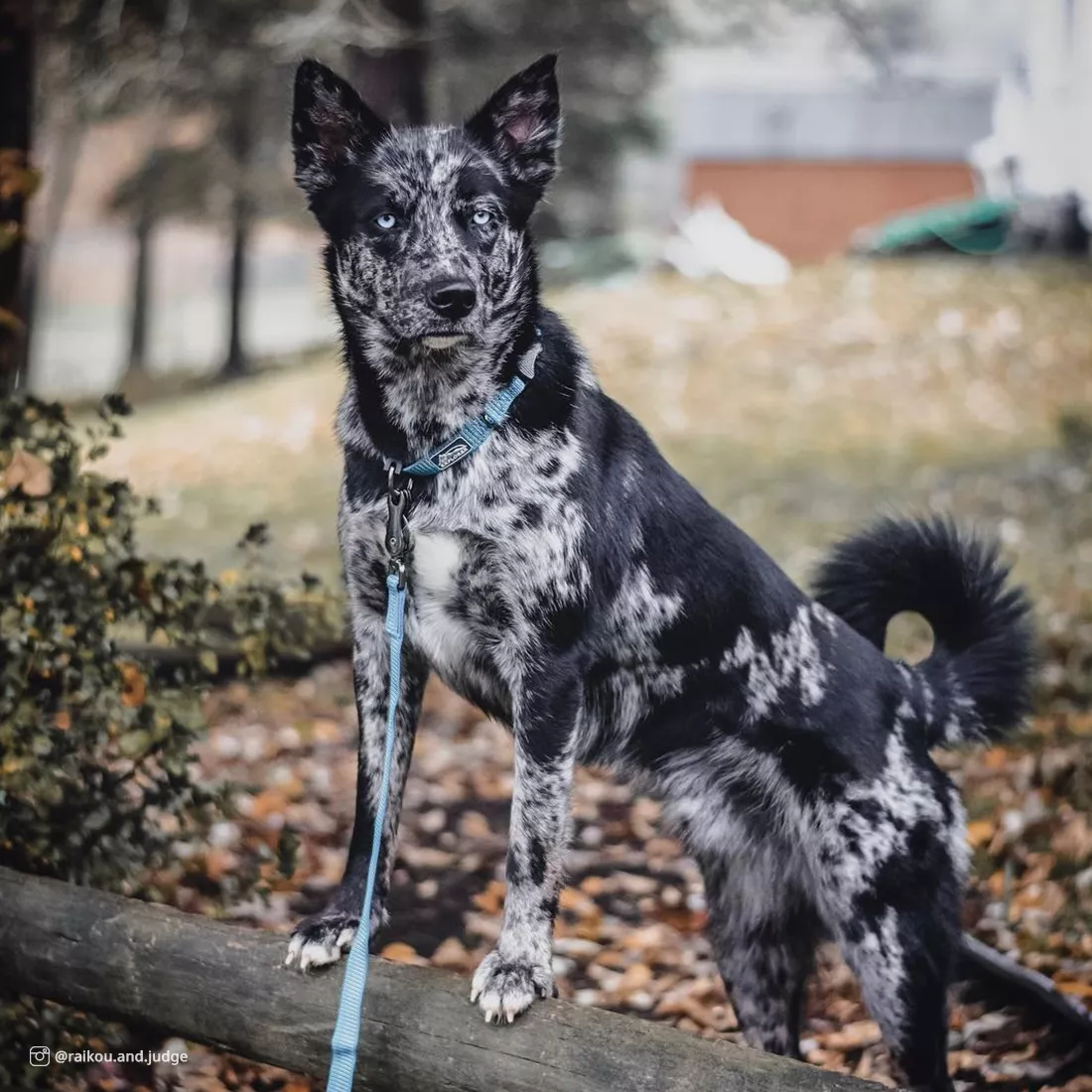 A dog with a speckled black, gray, and white coat is outdoors wearing a blue reflective dog collar and a matching blue rope leash. The collar features blue woven material with reflective stitching and a silver metal D‑ring. The leash attaches using a silver swivel snap. The background includes grass, trees, and soft natural light.
