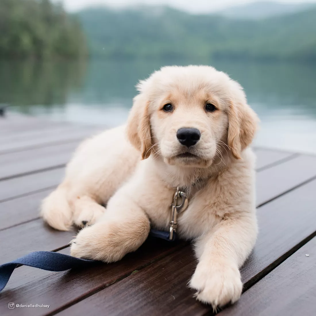 A light‑colored puppy is sitting on a wooden dock wearing an indigo collar connected to a matching leash. The collar includes a black plastic buckle. The background includes water and blurred shoreline features.