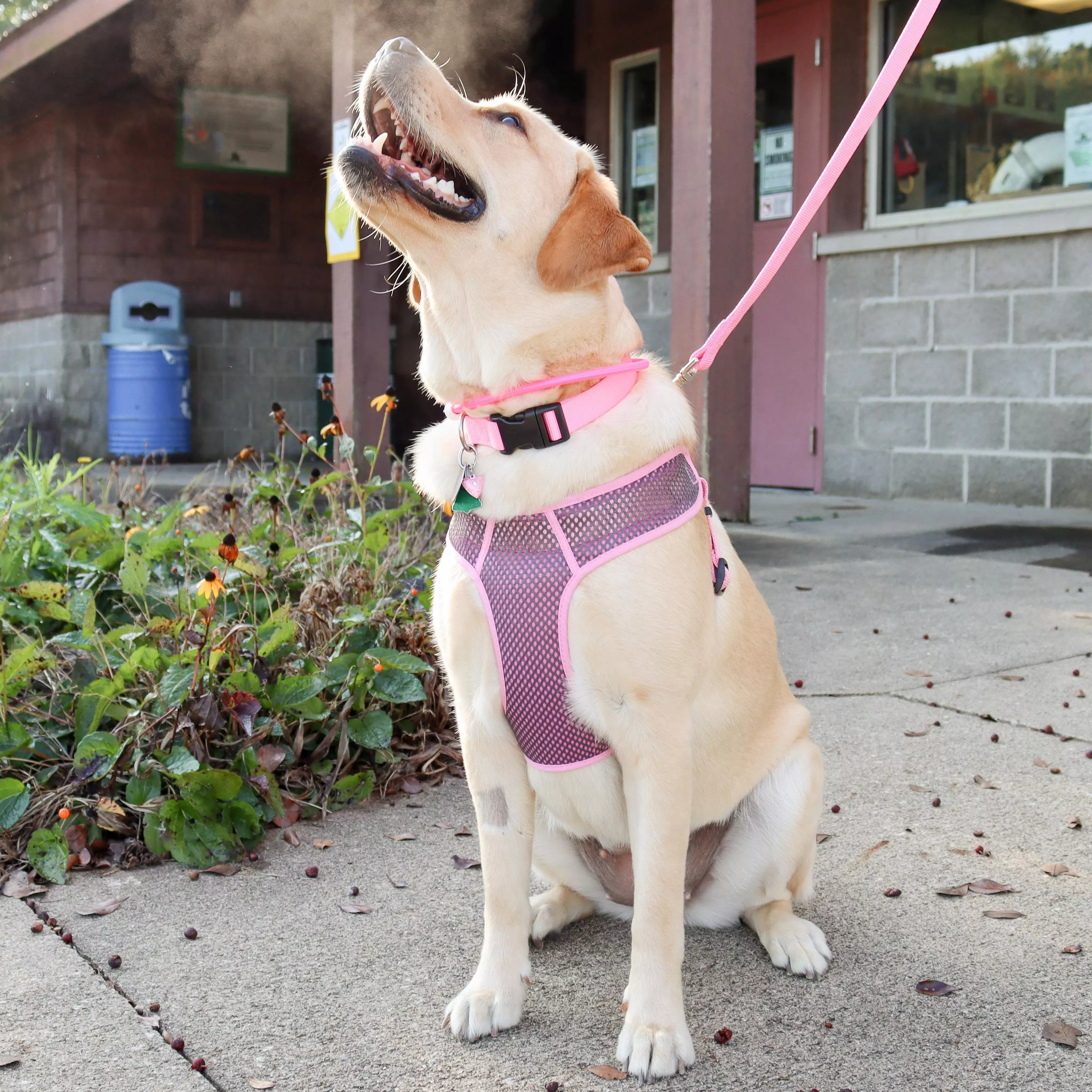A dog with short fur stands on a paved area wearing a gray and pink Comfort Soft Sport Wrap adjustable harness. The harness has a padded gray mesh chest piece with gray edging, pink woven straps, and black plastic adjustment hardware. A silver‑tone D‑ring is positioned on the back strap. A bright pink USB light‑up neck ring is worn above the harness. A pink Bright woven collar and matching leash are also visible. The background includes a building and landscaped bushes.
