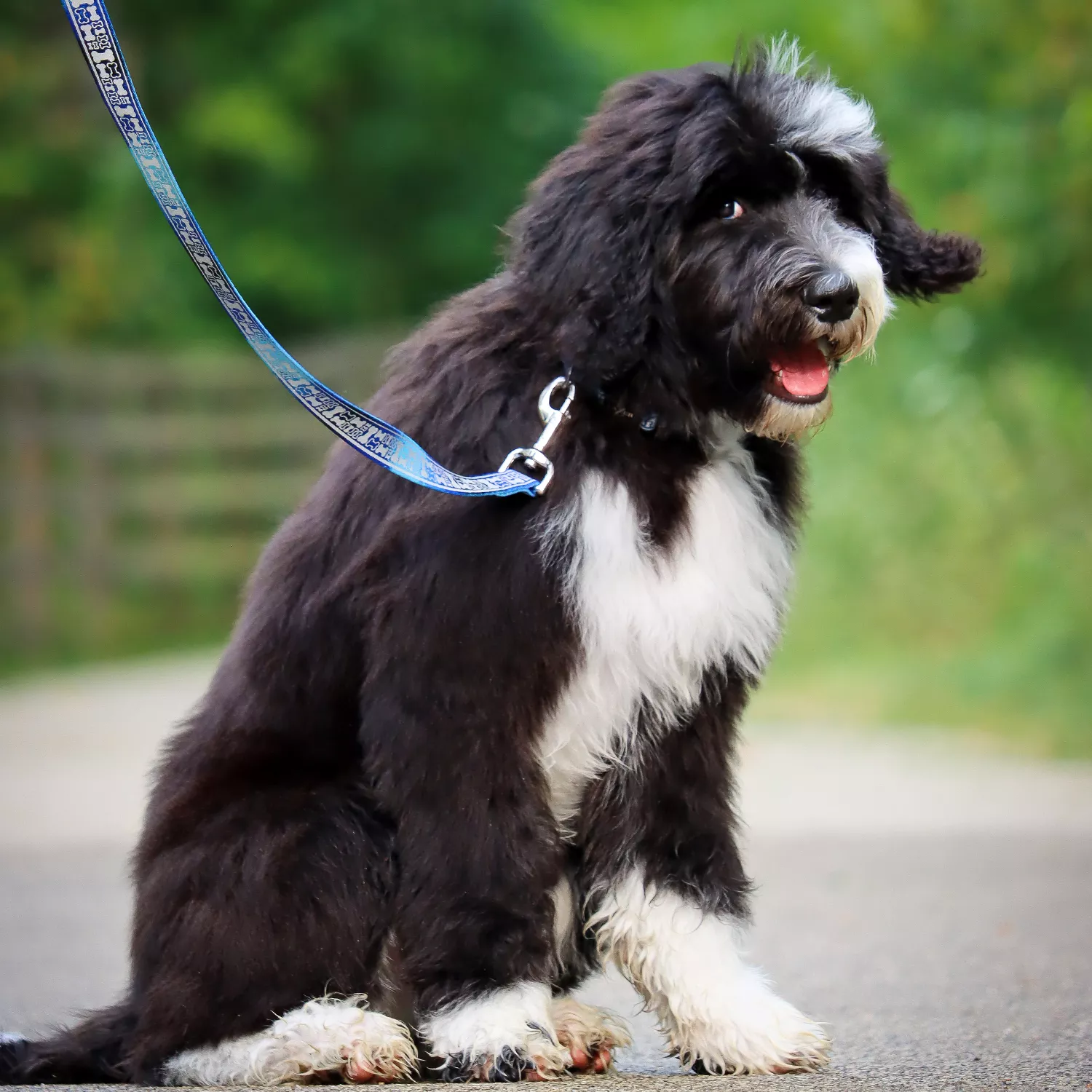 A fluffy black‑and‑white dog is outdoors wearing a blue reflective leash attached to its collar. The leash features blue woven webbing with a centered light‑gray reflective strip laser‑etched with bone shapes. A silver swivel snap connects the leash to the collar. The background includes grass and a paved path.