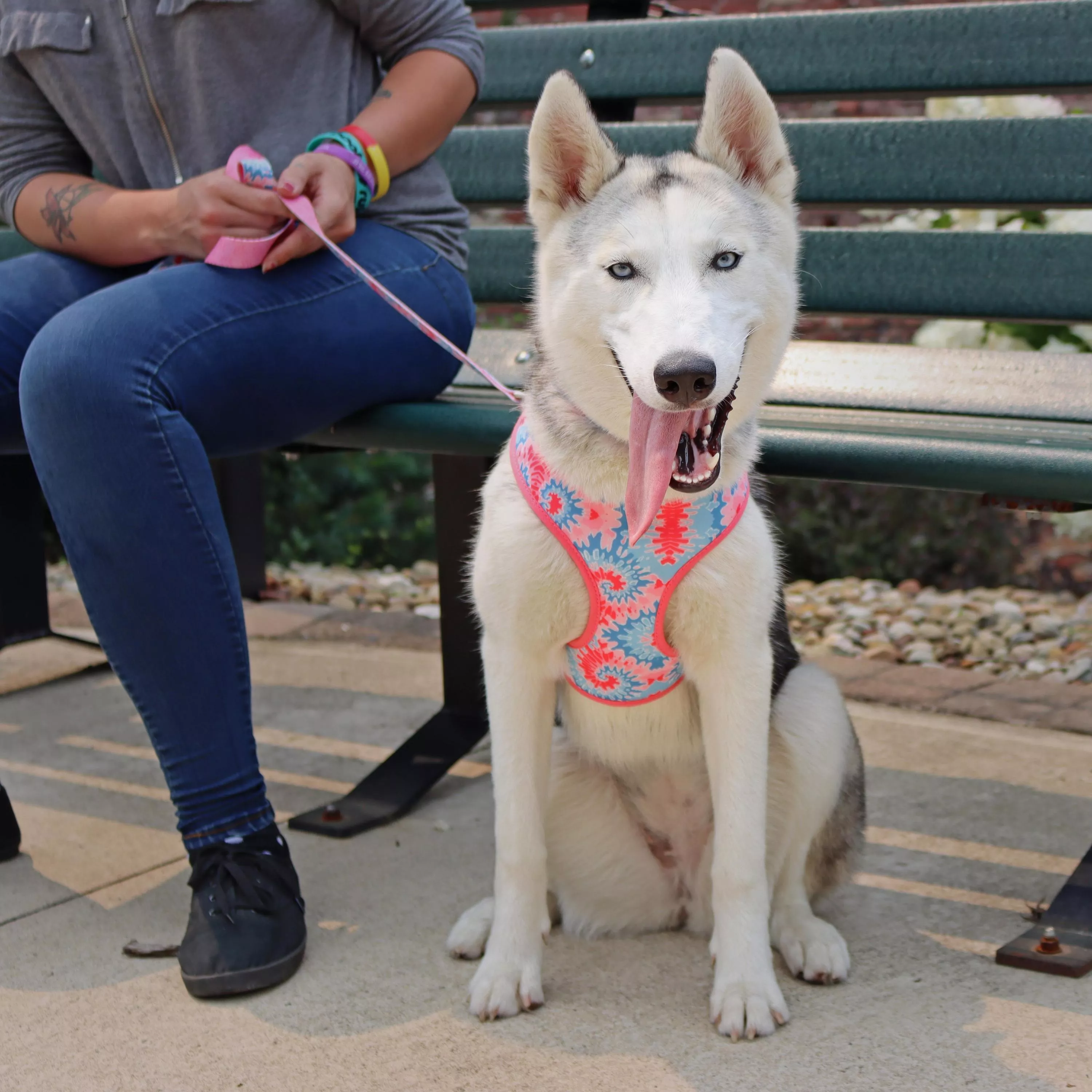 A dog sits on a wooden bench in a park next to a person. The dog wears a pink tie‑dye patterned harness with swirling pink and white coloration and a second visible pattern of pink arrows on the trim. A matching collar is visible around the dog’s neck. A pink leash extends upward from the harness and is held by the seated person. Only the person’s hands, legs, and shoes are visible. The background includes grass, shrubs, and a blurred fence.