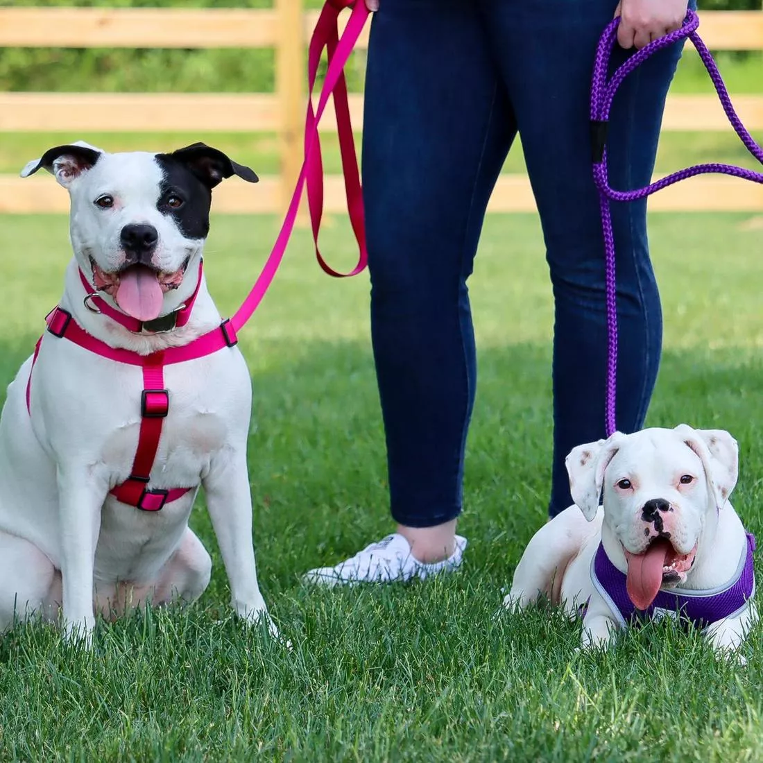 A dog with a short white coat and black facial markings is outdoors on green grass wearing a Pink Flamingo single‑ply dog leash attached to its harness. The leash is made of flat woven nylon in a saturated magenta‑pink tone with a ribbed texture. A silver‑tone metal swivel bolt‑snap clasp connects the leash to a metal D‑ring on the dog’s pink harness. The harness features padded mesh and woven strap components in similar pink tones. Another dog wearing a harness and a person’s legs are visible in the background along with a wooden fence and grassy field.