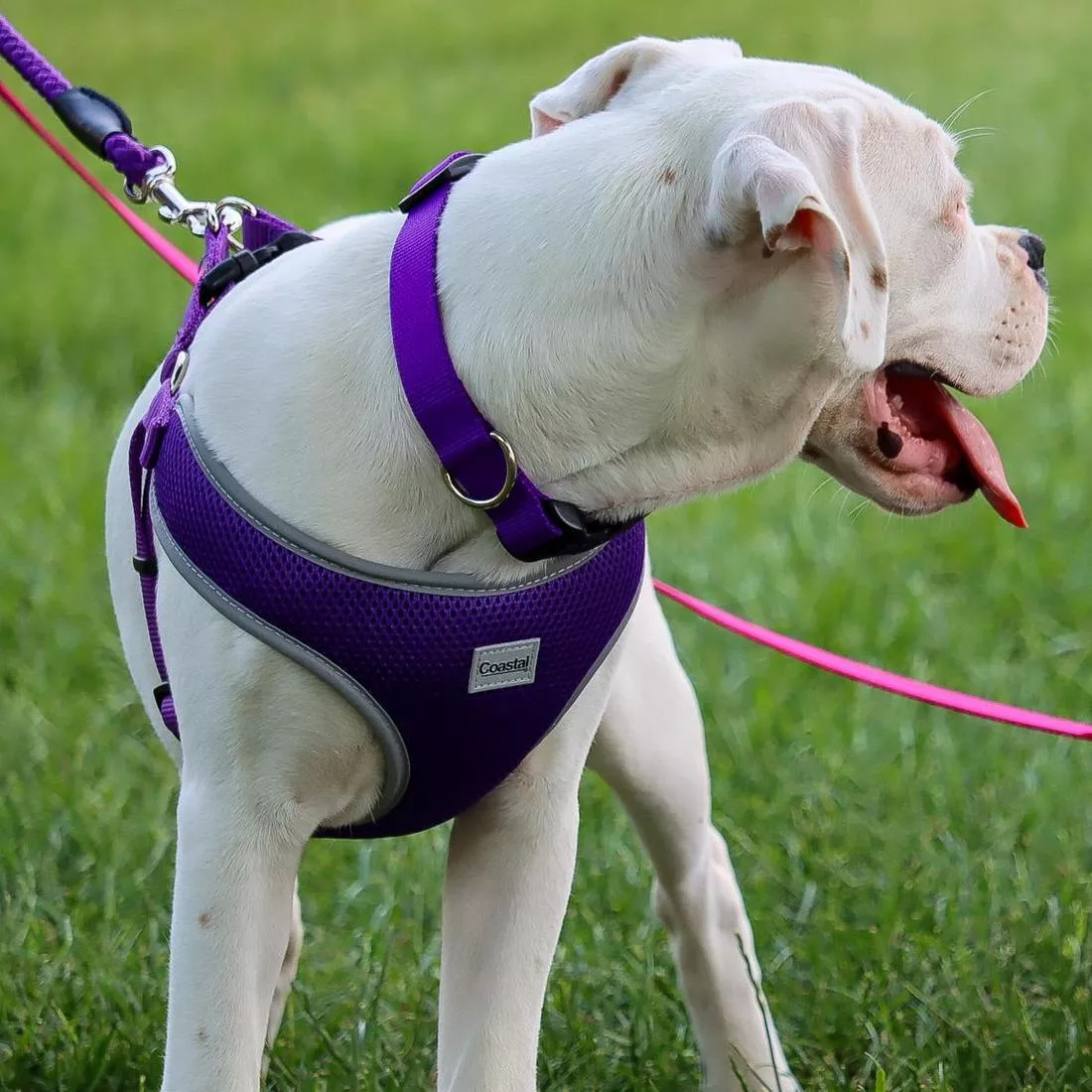 A dog with a short white coat stands on green grass outdoors wearing multiple products. The dog is wearing a purple adjustable dog collar made of woven nylon, featuring a black plastic side‑release buckle, a black plastic adjustment slider, and a silver‑tone metal D‑ring. Over the collar, the dog is wearing a purple comfort‑soft mesh harness with a padded chest panel and reflective trim. A purple rope leash with a woven texture and a metal clasp is attached to the harness. The background includes green grass and blurred trees.
