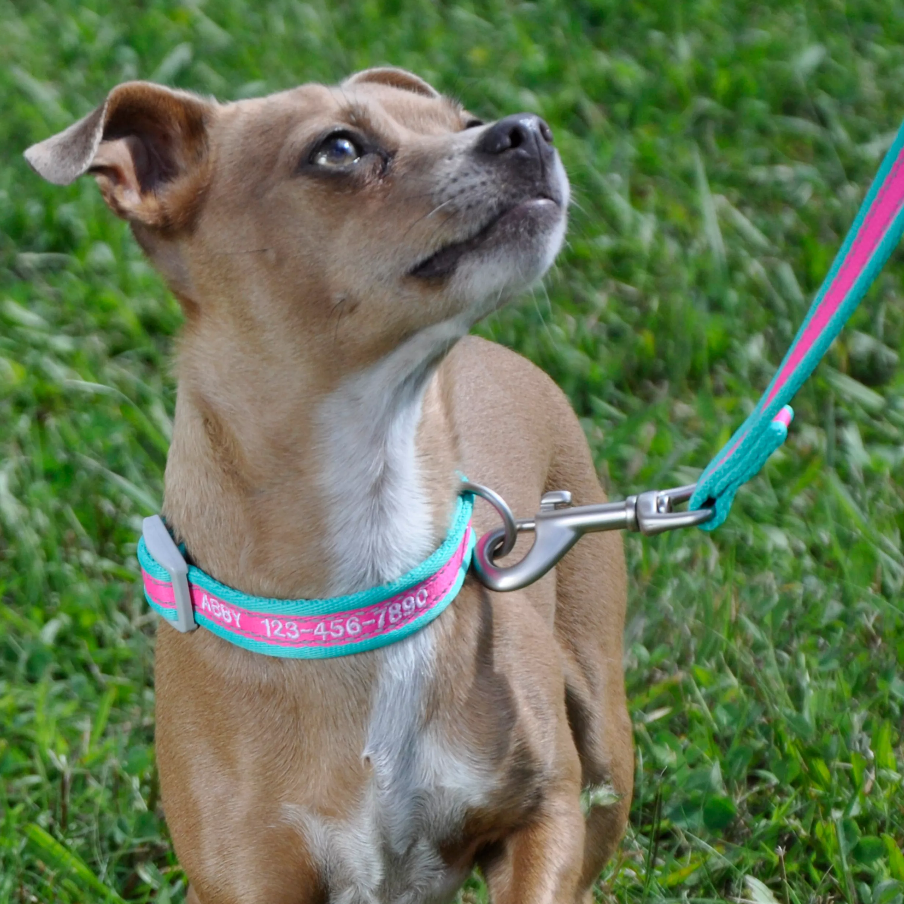 A dog with short tan fur sits outdoors on grass wearing a reflective collar in fuchsia with teal accents. The collar includes reflective detailing and gray plastic hardware. A teal leash attaches to the collar and extends out of view. The background shows grass, bushes, and natural sunlight. White embroidered text reads "ABBY 123-456-7890".