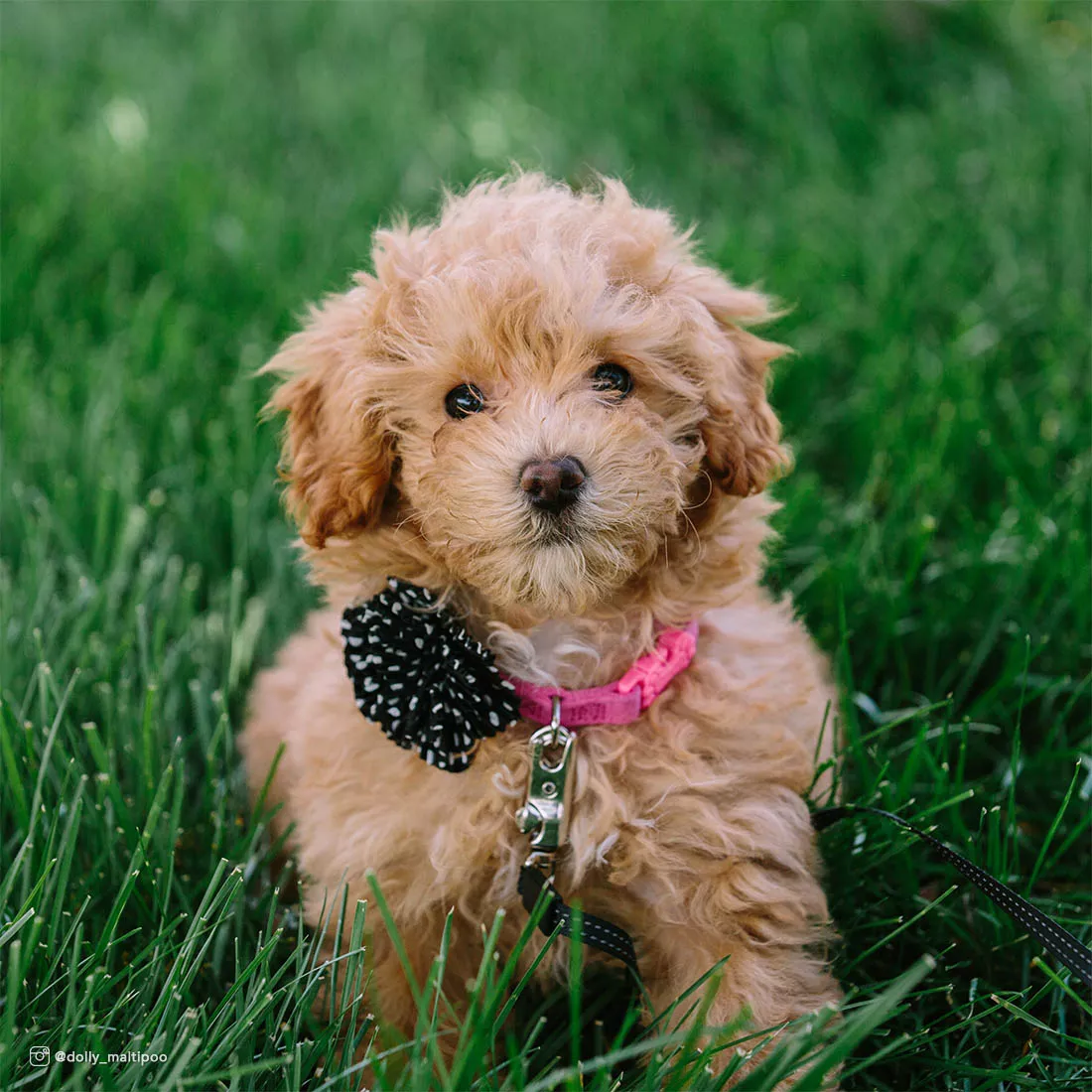 A small cream-colored puppy is outdoors in the grass wearing a pink microfiber collar with a large black flower embellishment attached to the strap. The flower is made of layered textured petals, and the collar includes a black plastic buckle. The background shows grass and soft natural lighting.