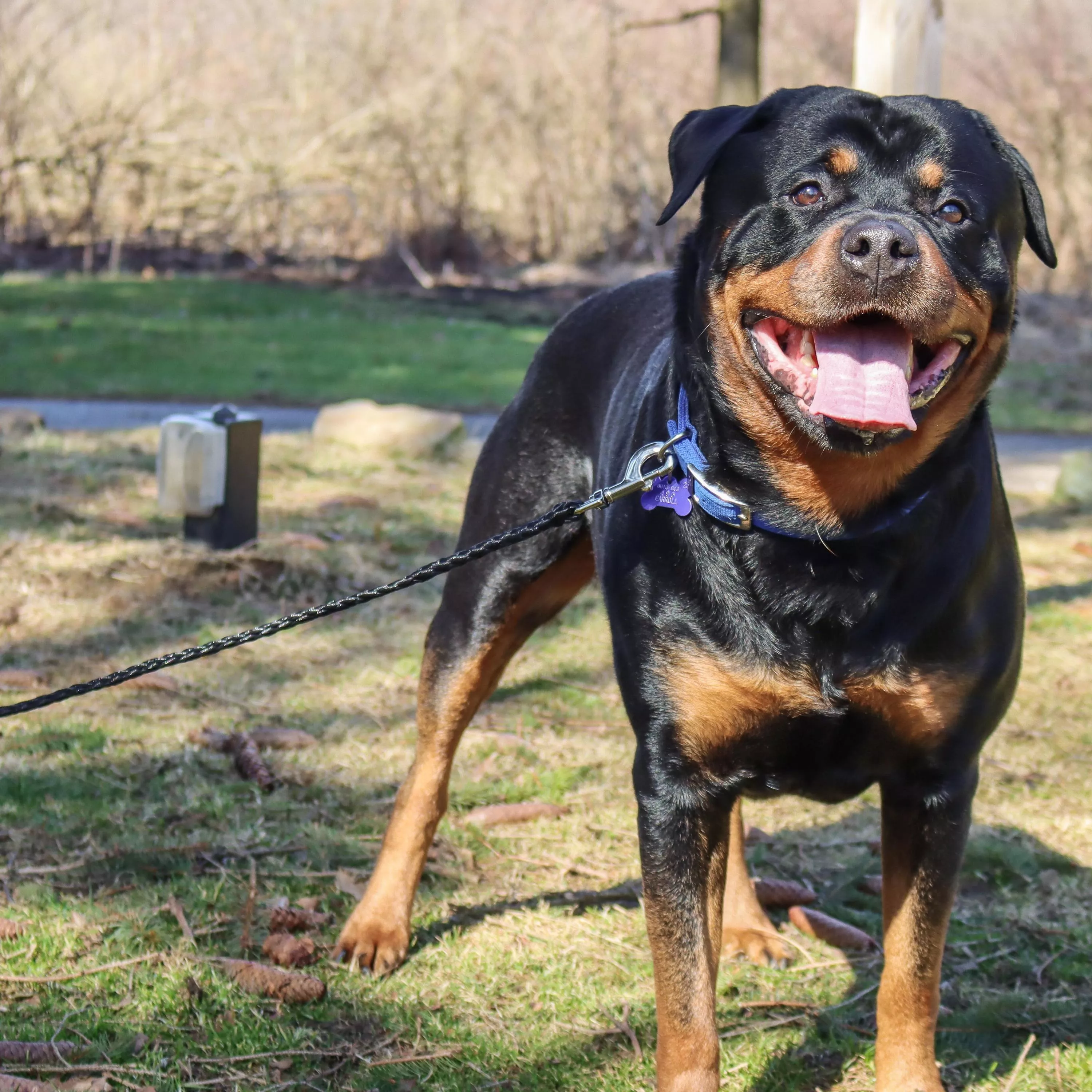 A large black‑and‑tan dog stands outdoors on grass wearing a harness and attached to a black poly tie‑out. The tie‑out is a thick black braided poly rope with a silver‑tone metal swivel bolt‑snap clasp connected to the dog’s harness. The rope extends toward an off‑frame anchor point. The background includes grass, trees, and a bench structure.