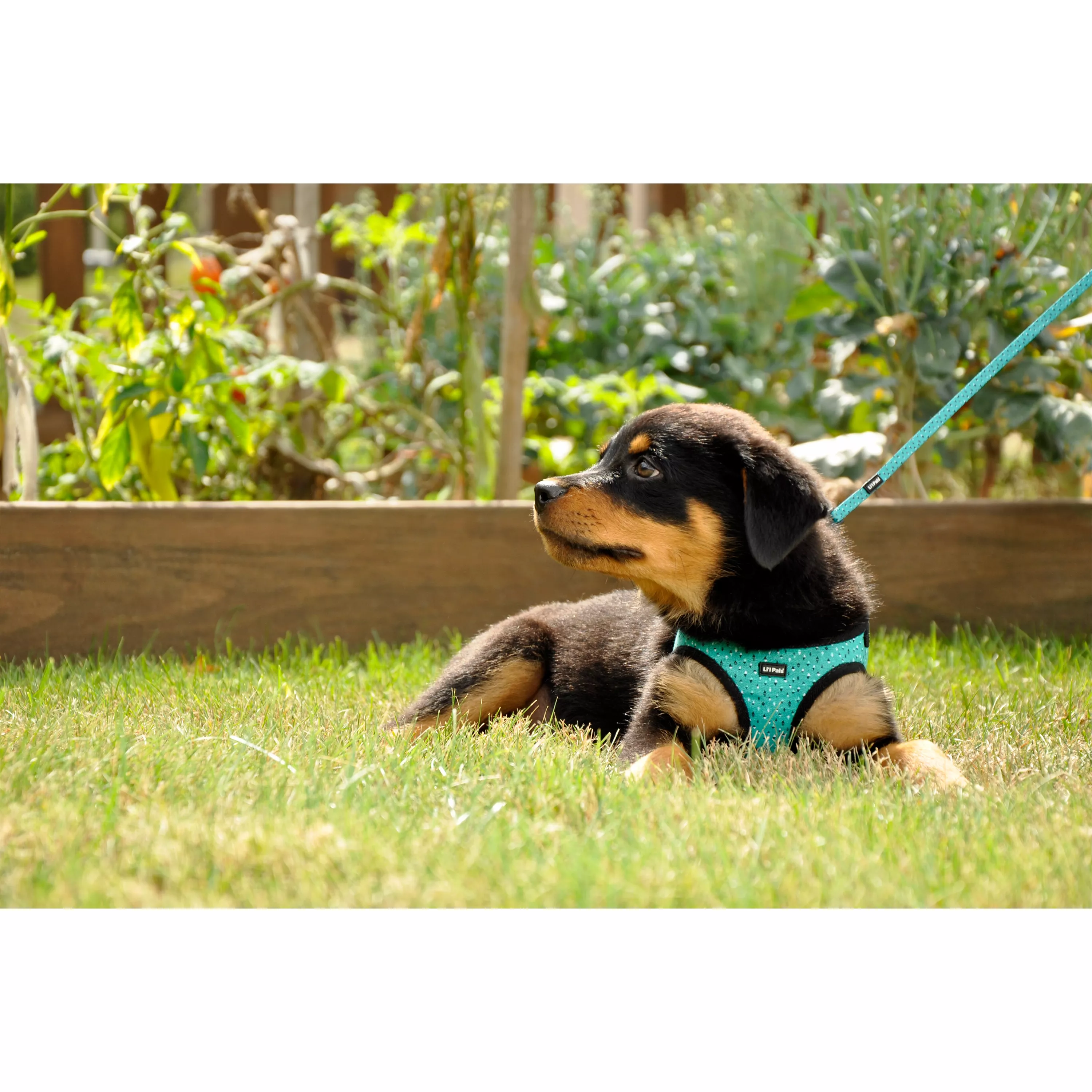Photo of a  black‑and‑tan dog lying in the grass wearing the Li'l Pals Canvas Dog Harness in Teal and Grey Diamonds. The harness features a teal canvas body with a front panel printed with a repeating geometric diamond pattern in teal and grey. Black plastic buckles and a silver D‑ring are visible as the dog rests on a sunny lawn.