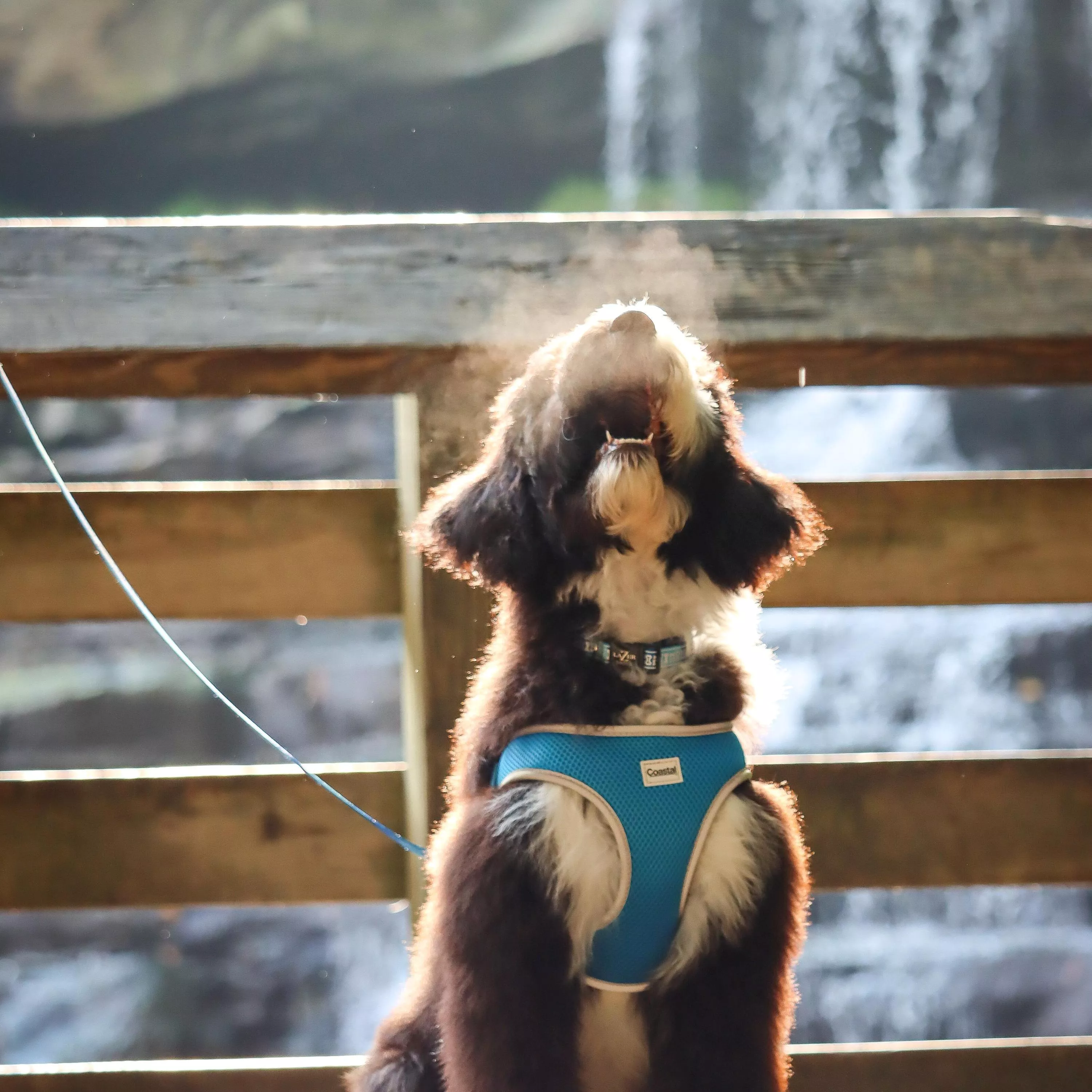 A small dog wearing a blue harness sits outdoors near wooden steps.