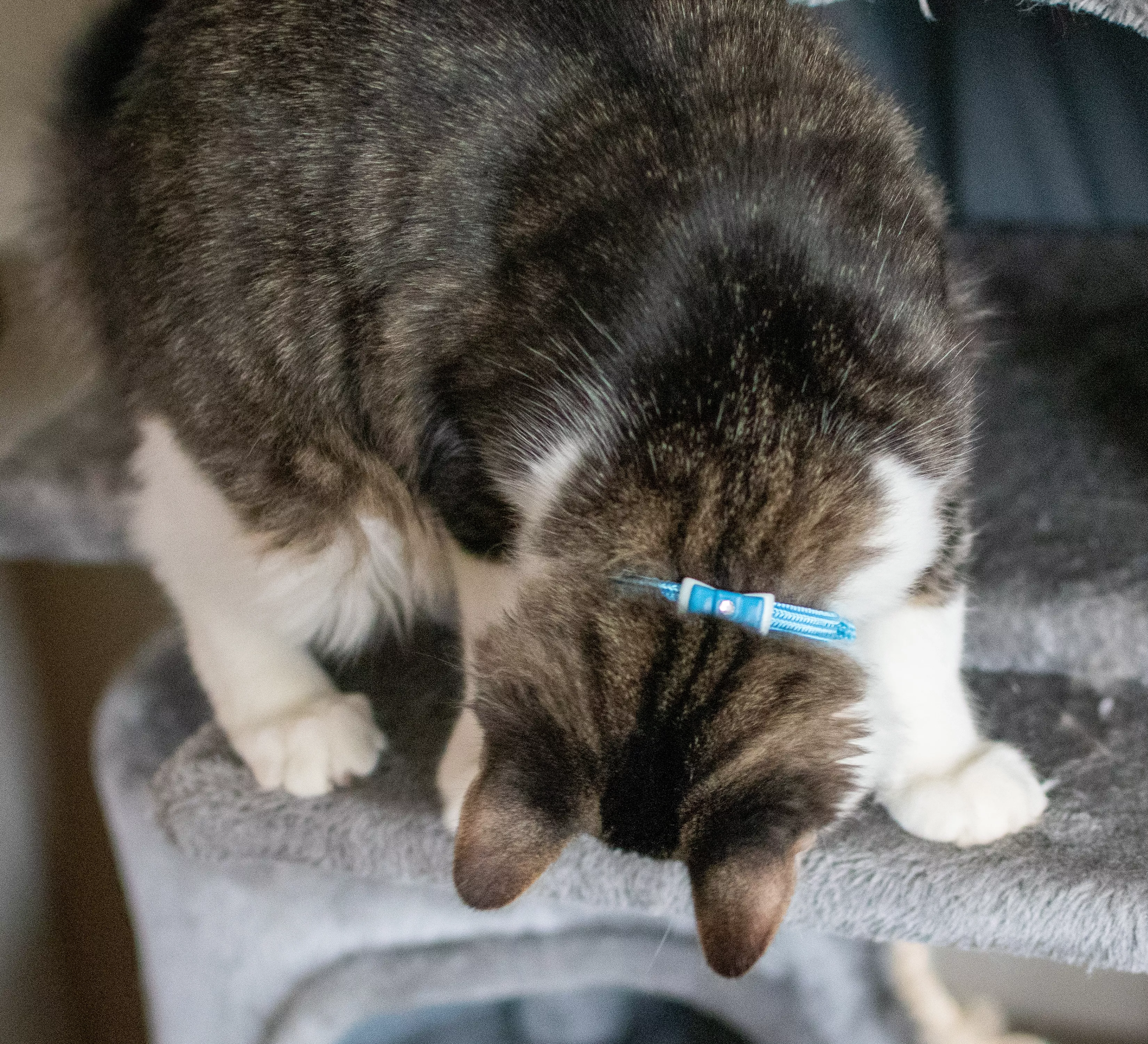 Photo of a kitten crouching indoors wearing the Li'l Pals Elasticized Safety Kitten Collar with Jeweled Bow in Blue. The collar includes a pale blue strap and a matching bow adorned with a clear jewel. The kitten plays with a  toy on the floor.