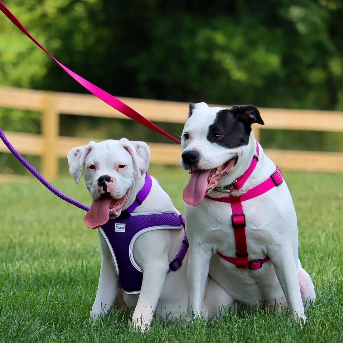 Two dogs sit side‑by‑side on green grass outdoors, each wearing different products.
The dog on the right wears a bright pink adjustable dog harness made of single‑ply woven nylon. The harness includes black plastic adjustment sliders and silver‑tone metal rings at the connection points. The dog also wears a matching Pink Flamingo woven‑nylon adjustable collar with a silver‑tone metal buckle and metal D‑ring. A pink single‑ply woven leash is attached to the harness by a metal clasp.
The dog on the left wears a purple soft‑mesh dog harness with a padded chest panel, breathable mesh texture, and reflective trim along the edges. The harness includes black plastic adjustment hardware and silver‑tone metal connection rings. The dog also wears a purple woven‑nylon adjustable collar with a black plastic side‑release buckle, a black plastic adjustment slider, and a silver‑tone metal D‑ring. A purple rope leash with a woven texture is attached to the harness with a metal clasp. The background includes a grassy lawn and blurred trees.