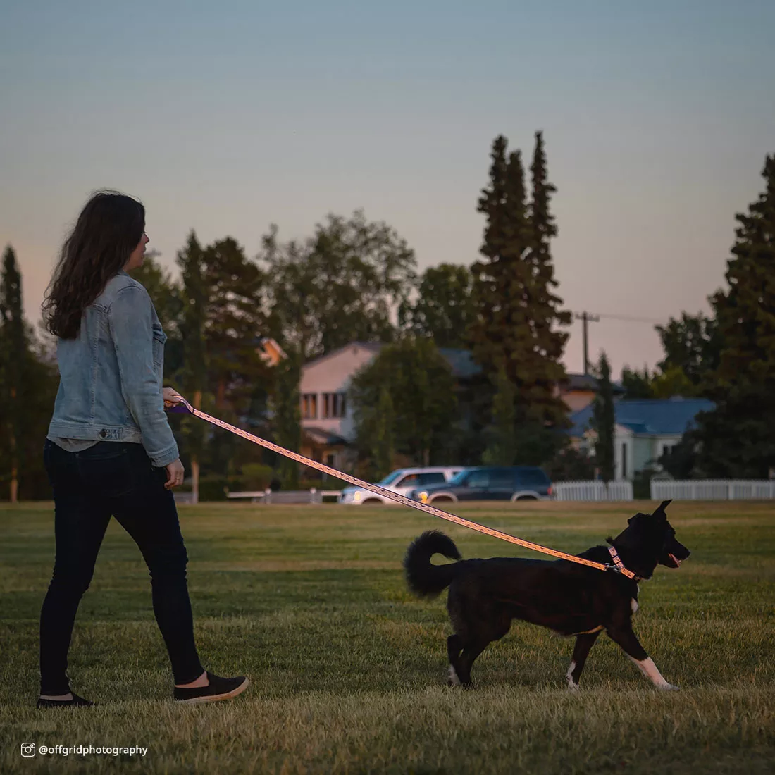 A person is walking a dog outdoors using a purple reflective open‑design leash. The leash features purple webbing with a light‑gray reflective strip cut into repeated daisy‑shaped openings. The silver metal swivel snap is attached to the dog’s purple collar. The background shows grass, shrubs, and natural daylight.