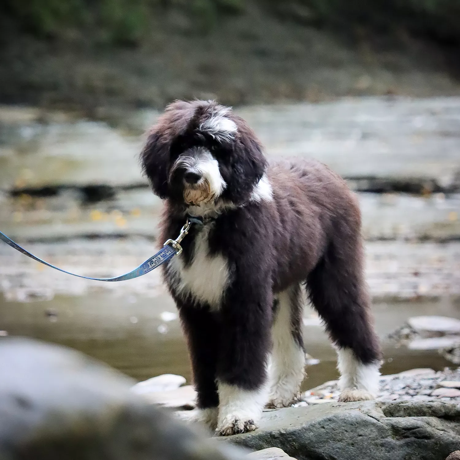 A dog outdoors is wearing a blue reflective collar attached to a matching reflective leash. Both the collar and leash feature blue woven webbing topped with a light‑gray reflective strip laser‑etched with small bone shapes. The leash attaches to the collar’s metal D‑ring using a silver swivel snap. The background includes a wooden footbridge, greenery, and natural light.