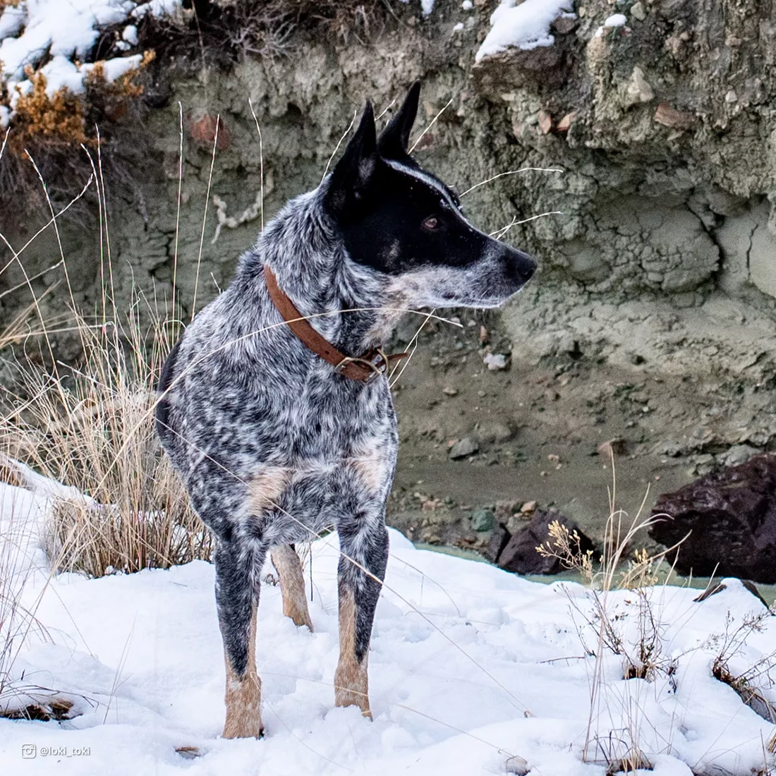 A dog stands outdoors in a snowy landscape wearing the Circle T® Rustic Leather Town Dog Collar in Chocolate. The collar is flat chocolate‑brown full‑grain leather with a brass‑colored buckle and D‑ring. The leather has a matte finish and faint grain texture. Snow, dried plants, and winter foliage make up the background.