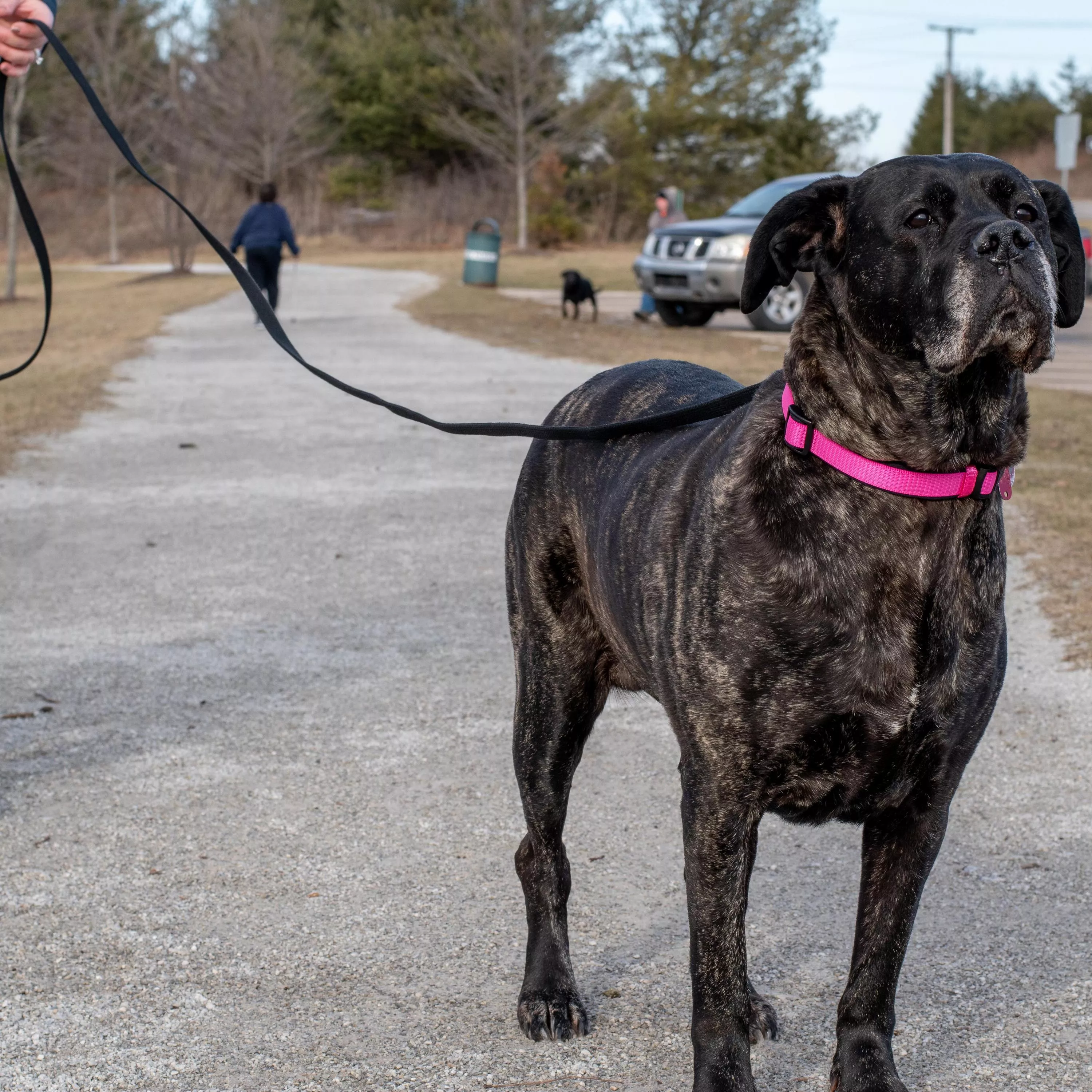 A large dark‑brindle dog stands on a paved outdoor path wearing a pink collar. A black cotton web training leash is attached to the collar with a silver metal swivel snap hook. The leash extends upward to a person who is partially visible, showing only their lower body. The background includes pavement, grass, several trees, and parked vehicles.