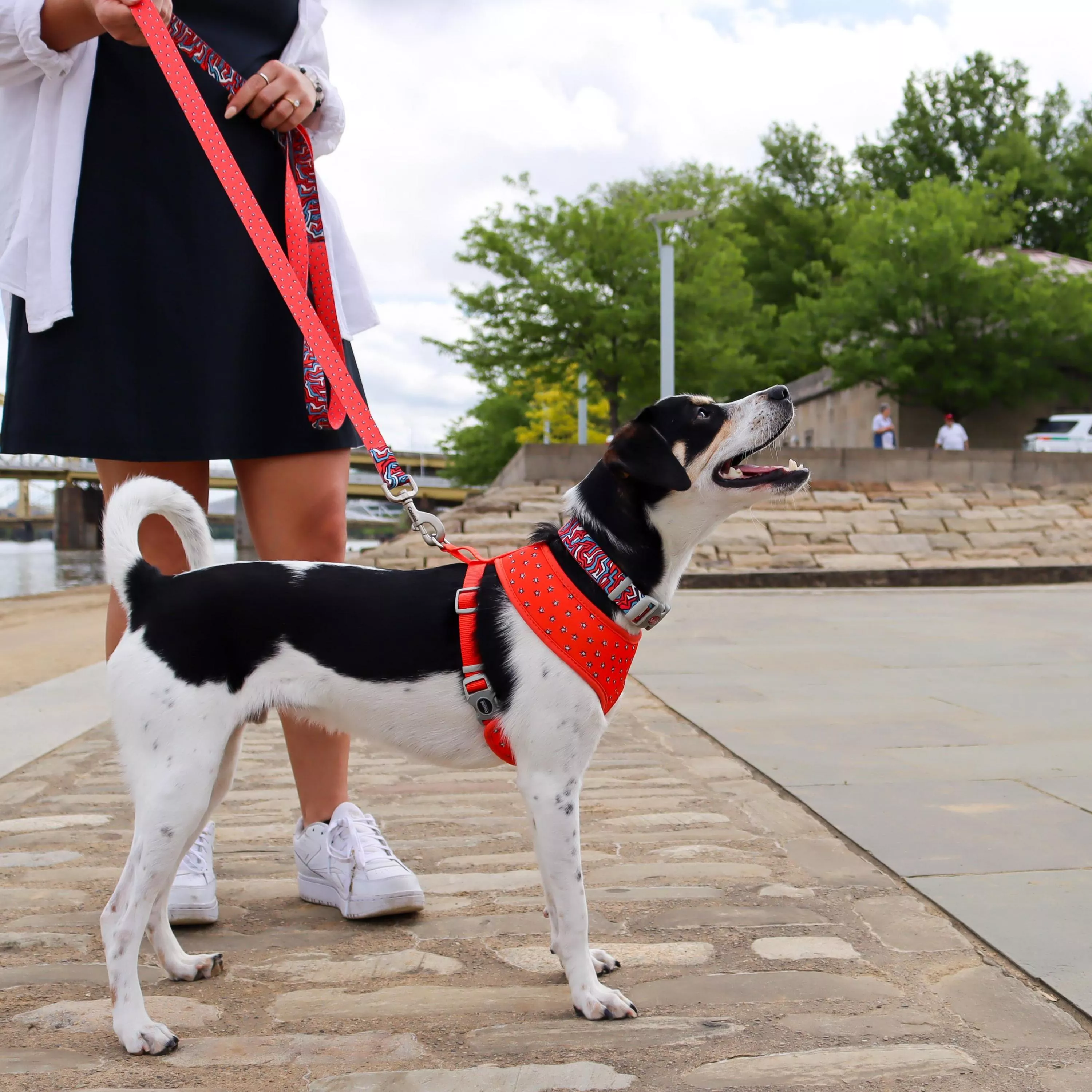 A dog stands on a paved walkway beside a body of water. The dog wears a harness printed with red, blue, and white graffiti‑style shapes and red stars, trimmed in solid red. A red leash is held by a person standing beside the dog; only the person’s legs, shoes, and one arm are visible. The background includes water, trees, and distant buildings.