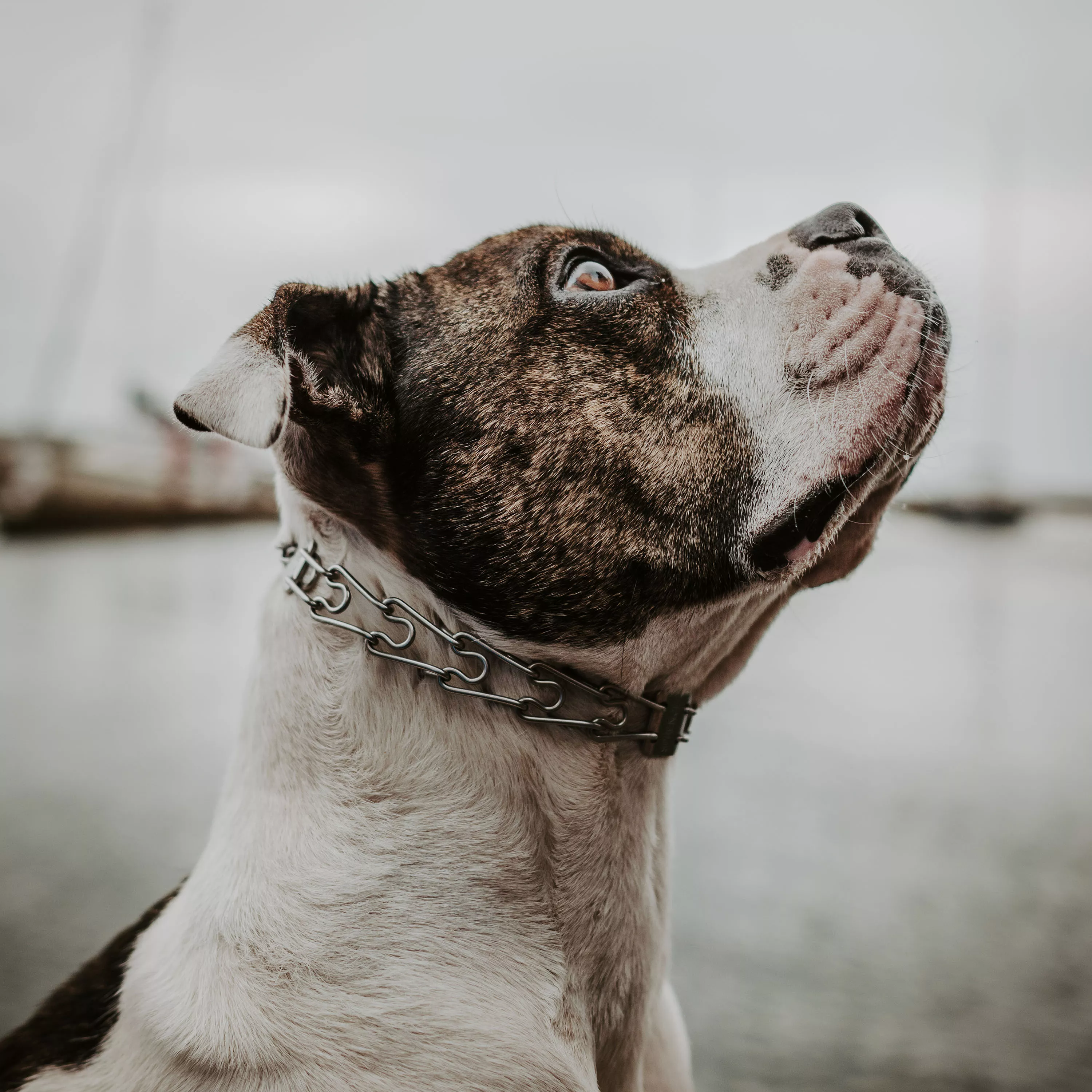 A brown and white dog with short fur is shown wearing a stainless steel ULTRA‑PLUS prong training collar. The collar features inward-curving prong links and a center plate that connects the prong sections. The latch-style release is positioned on the side of the collar. The background consists of muted neutral tones and soft outdoor lighting.